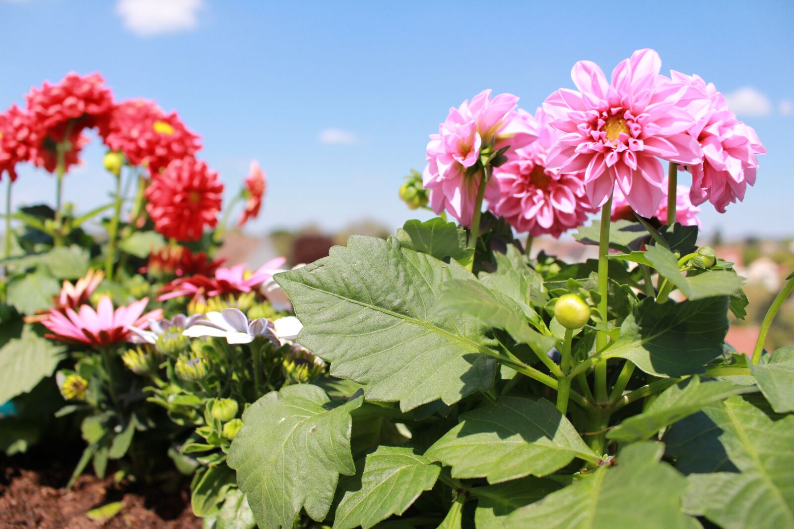 Canon EOS 700D (EOS Rebel T5i / EOS Kiss X7i) sample photo. Flowers, spring, dahlia photography