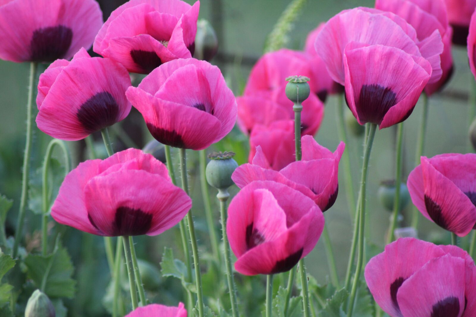Canon EOS 550D (EOS Rebel T2i / EOS Kiss X4) sample photo. Poppies, pink, bloom photography