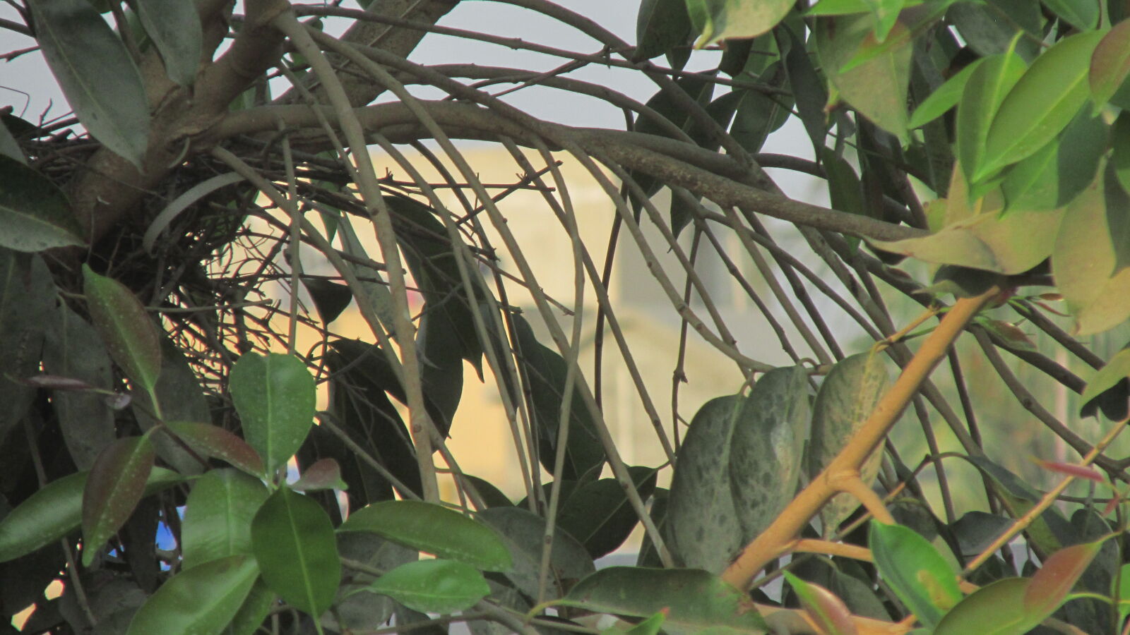 Canon PowerShot SX170 IS sample photo