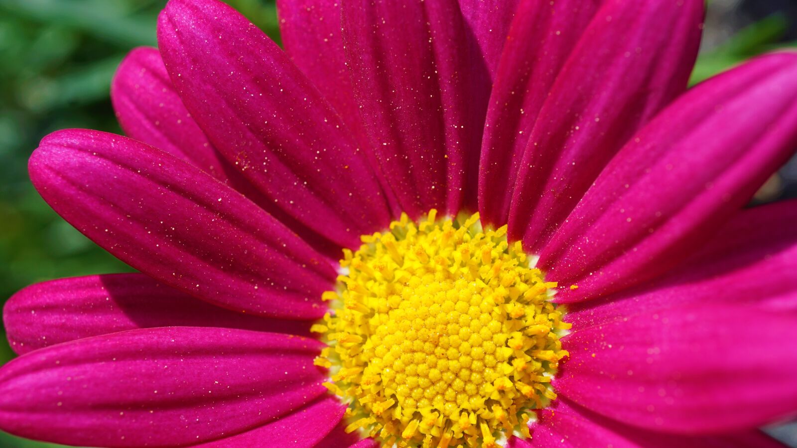 Sony a6000 + Sony E 30mm F3.5 Macro sample photo. Marguerite, pink yellow green photography