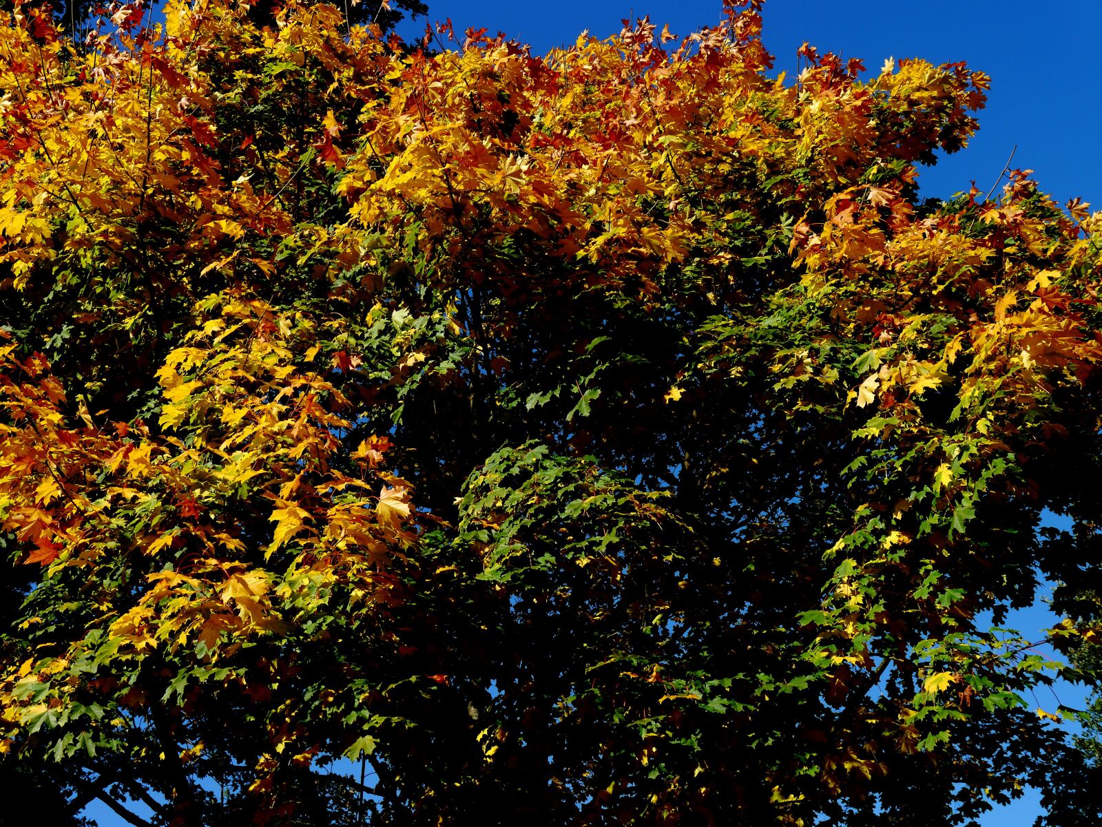 Panasonic Lumix DMC-G3 sample photo. Autumn, tree, sun photography