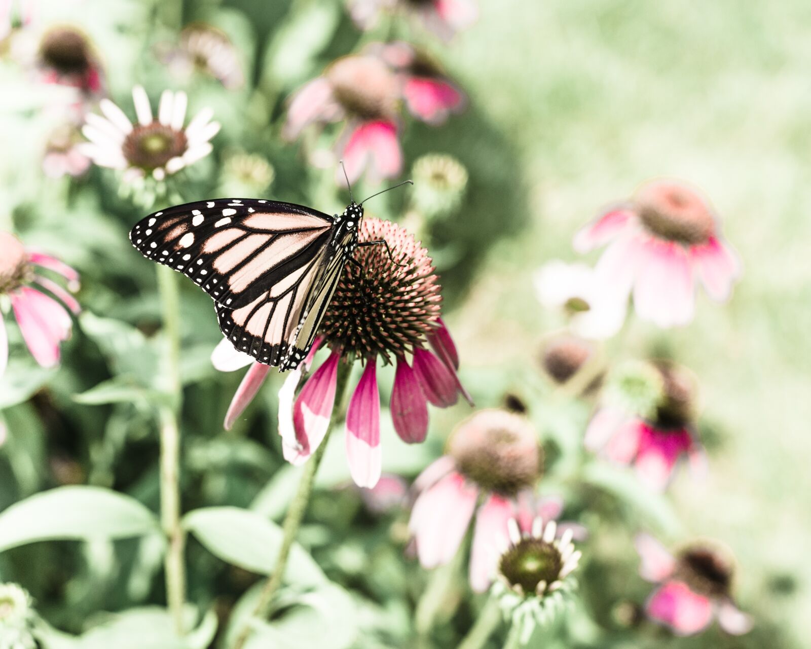 Nikon Df sample photo. Butterfly, nature, coneflower photography