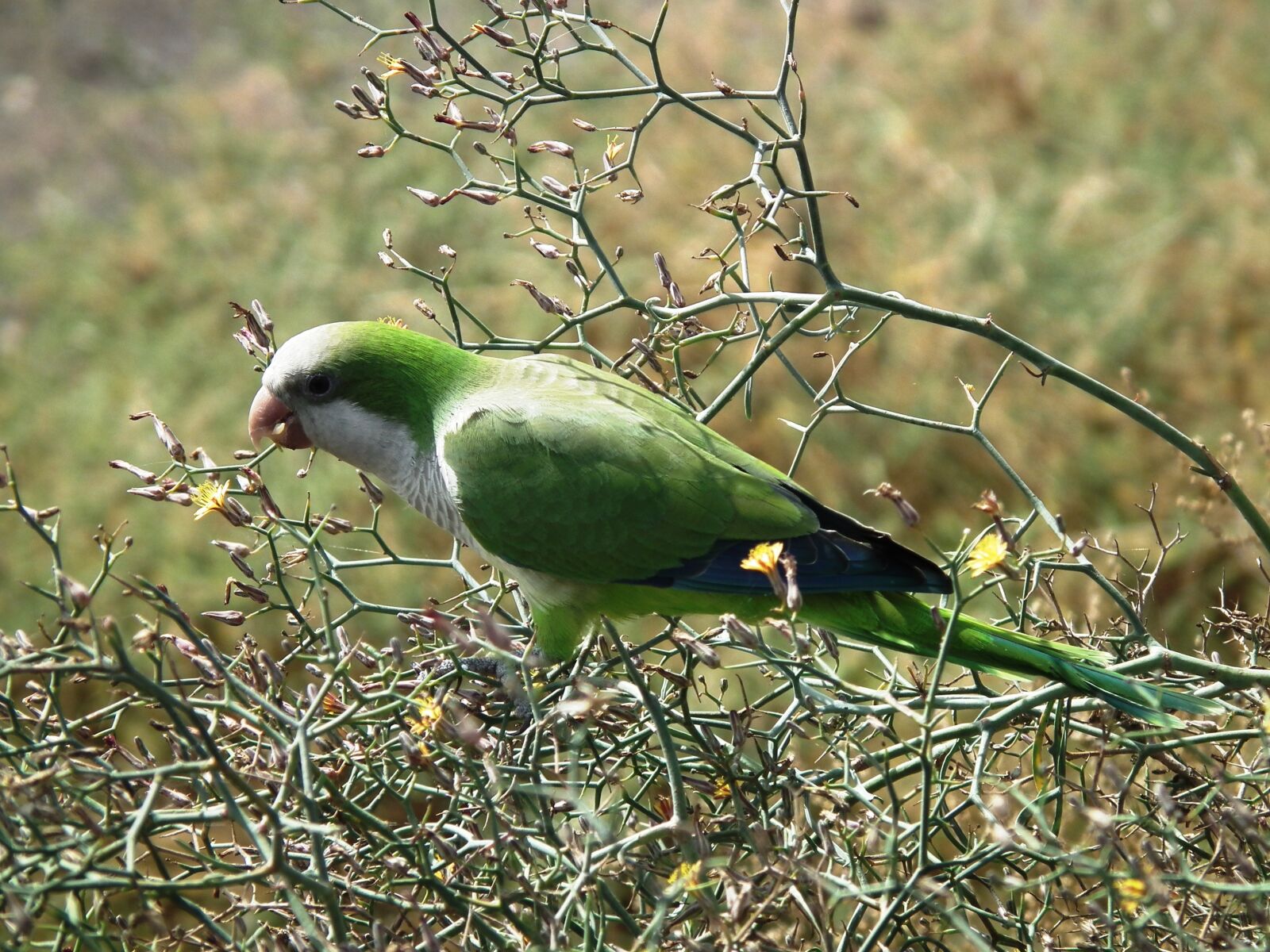 FujiFilm FinePix HS10 (FinePix HS11) sample photo. Monk parakeet, parakeet, bird photography