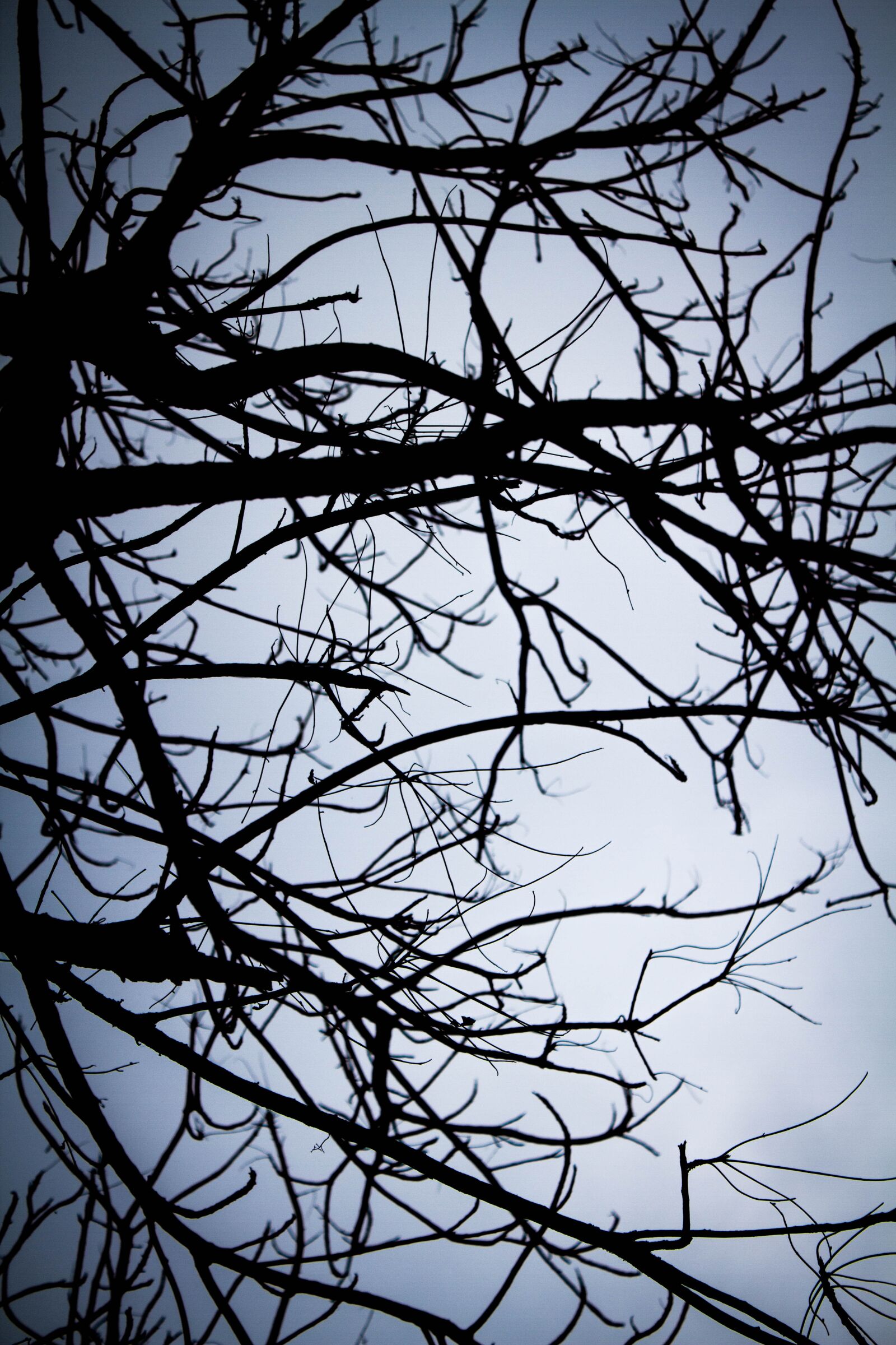 Canon EOS 7D + Canon EF-S 18-55mm F3.5-5.6 IS II sample photo. Shadow, twigs, lonely photography