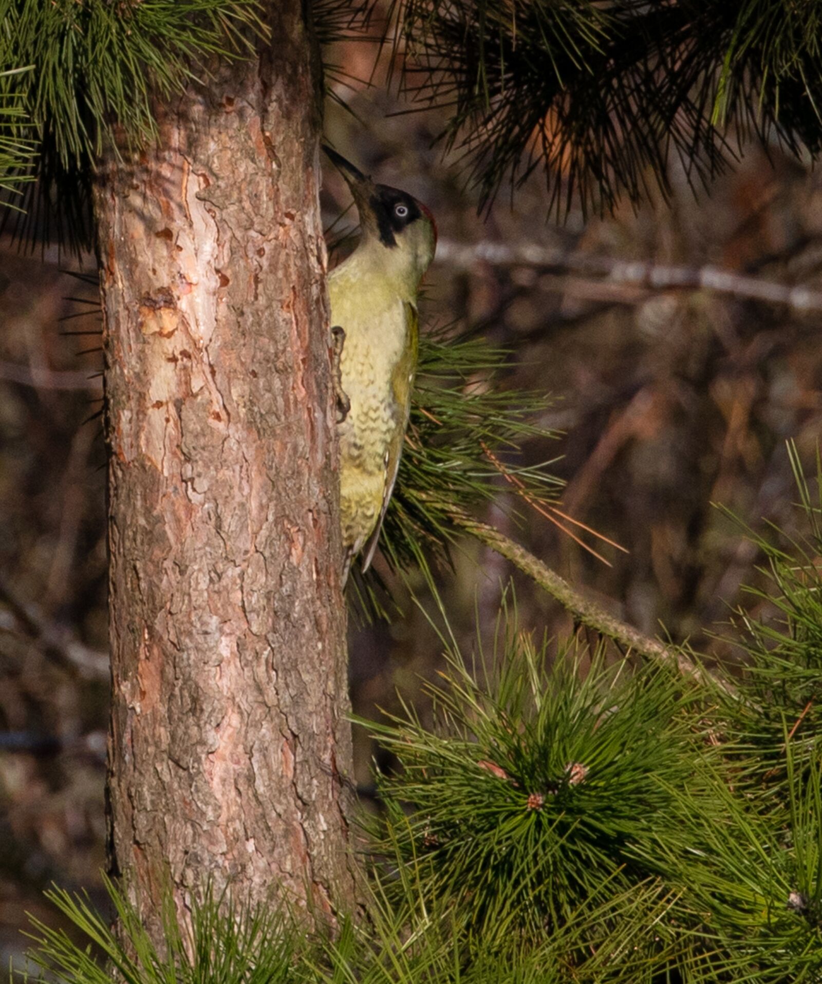 Canon EOS 7D Mark II sample photo. Green woodpecker, green, woodpecker photography