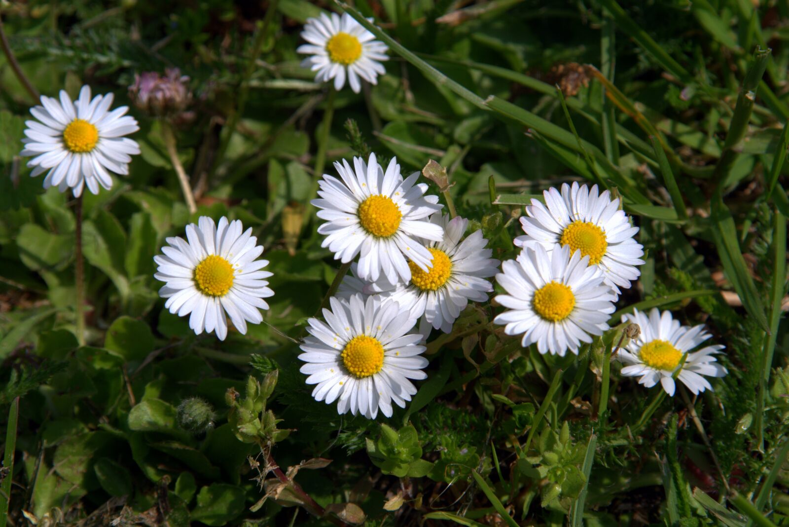 Pentax K-S2 sample photo. Daisies, flowers, small flowers photography