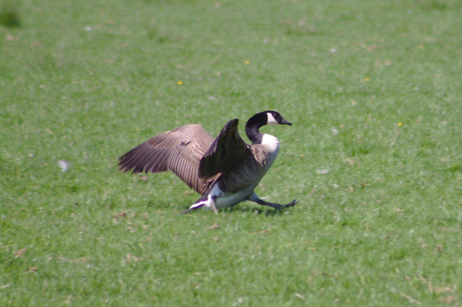 Canon EOS 50D sample photo. Canada goose, branta, canadensis photography