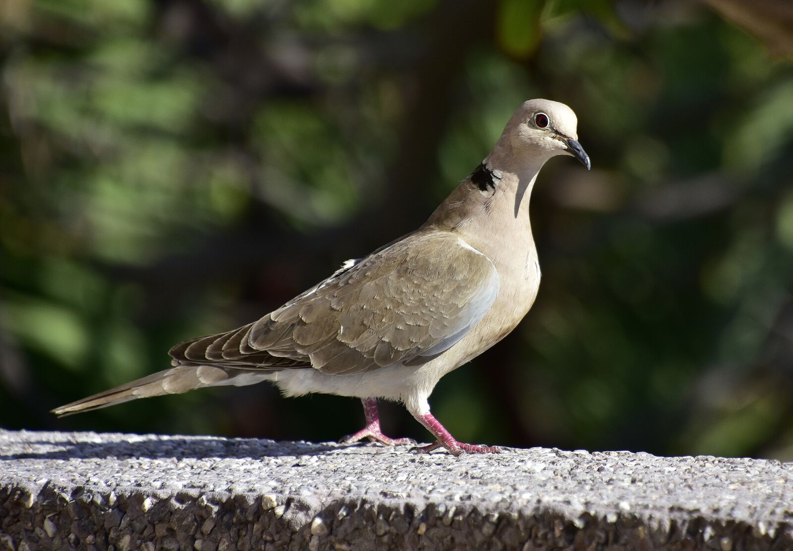 Nikon D7200 sample photo. Paloma, birds, animals photography