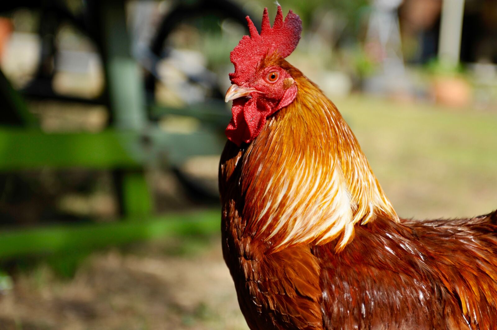 Nikon D700 sample photo. Rooster, chicken, poultry photography