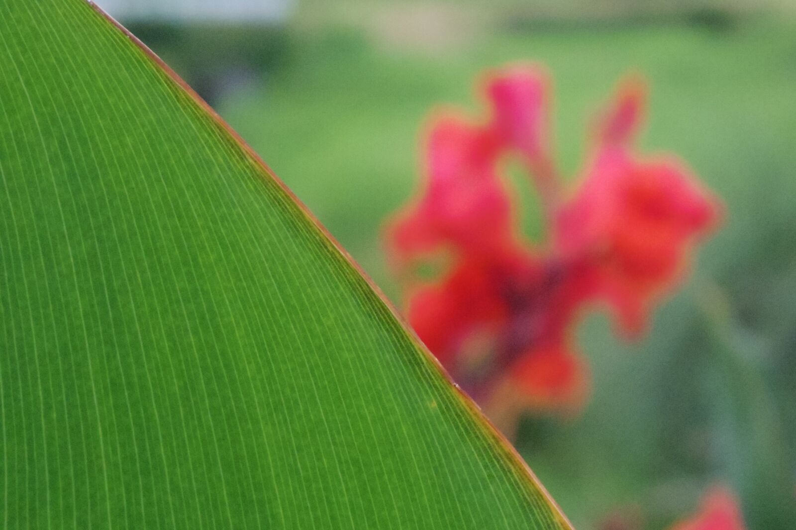 Pentax 02 Standard Zoom sample photo. Flower photography