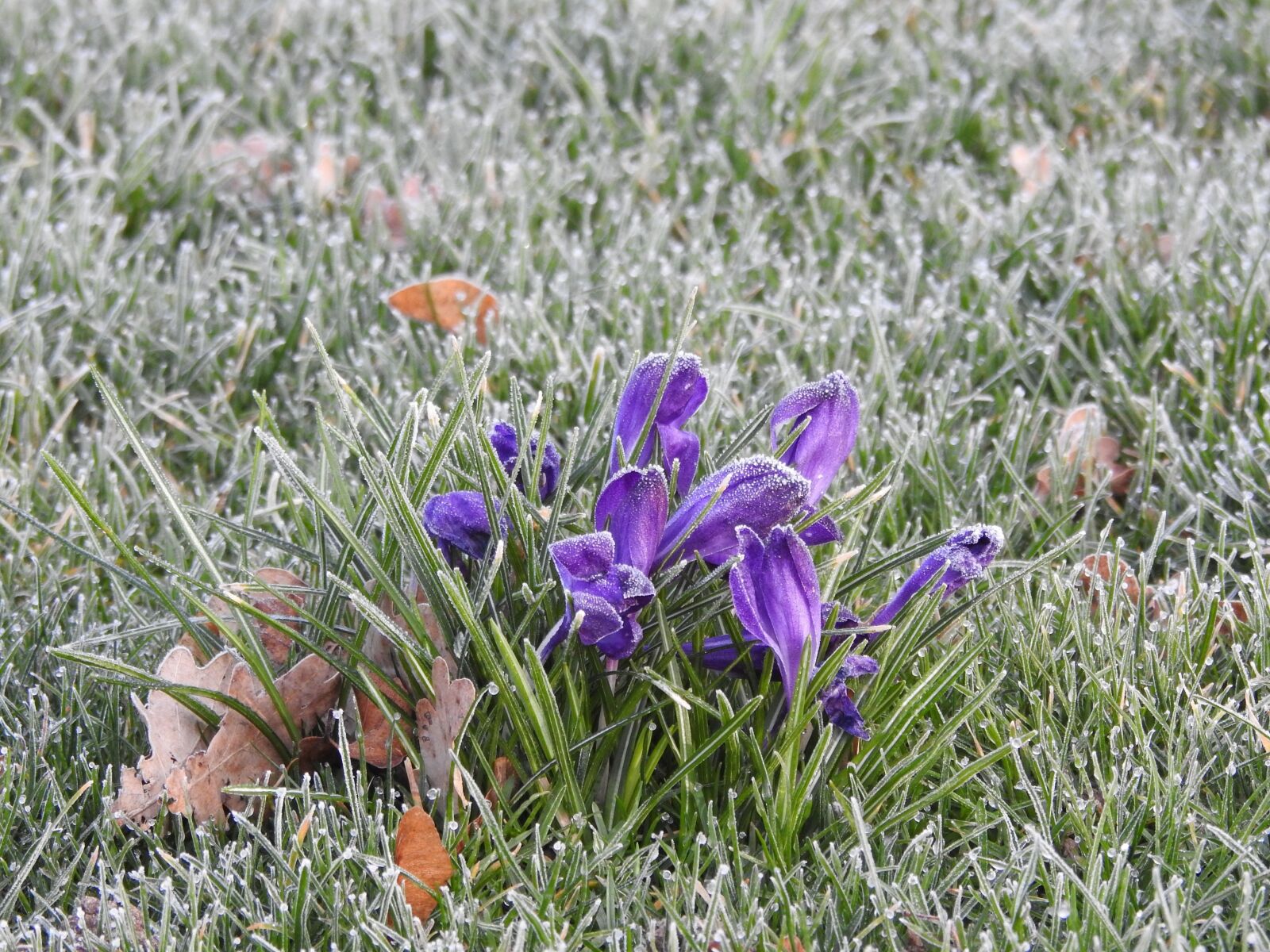 Nikon Coolpix P900 sample photo. Crocus, frozen, purple photography