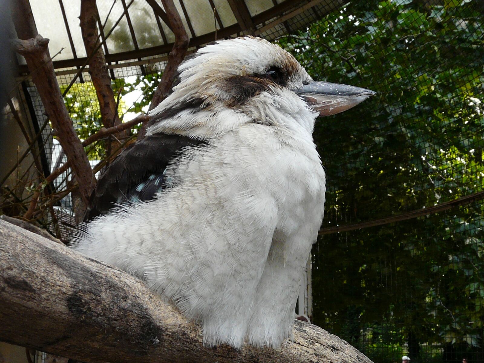 Panasonic DMC-FZ18 sample photo. Hungary, budapest, zoo photography