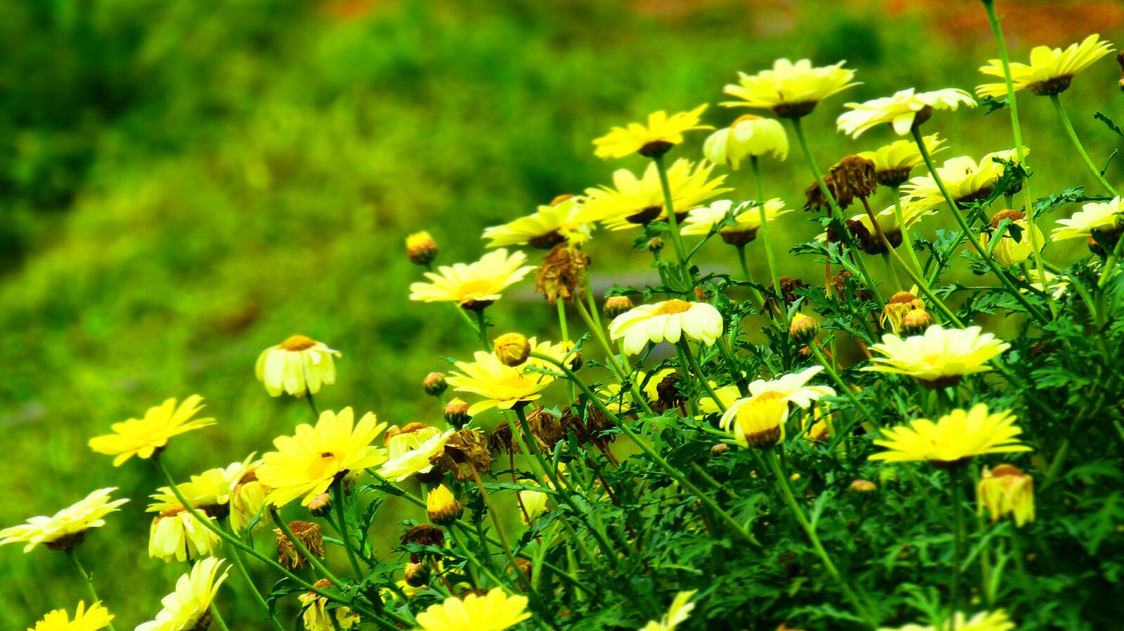 Canon PowerShot SX410 IS sample photo. Time, pass, photography photography