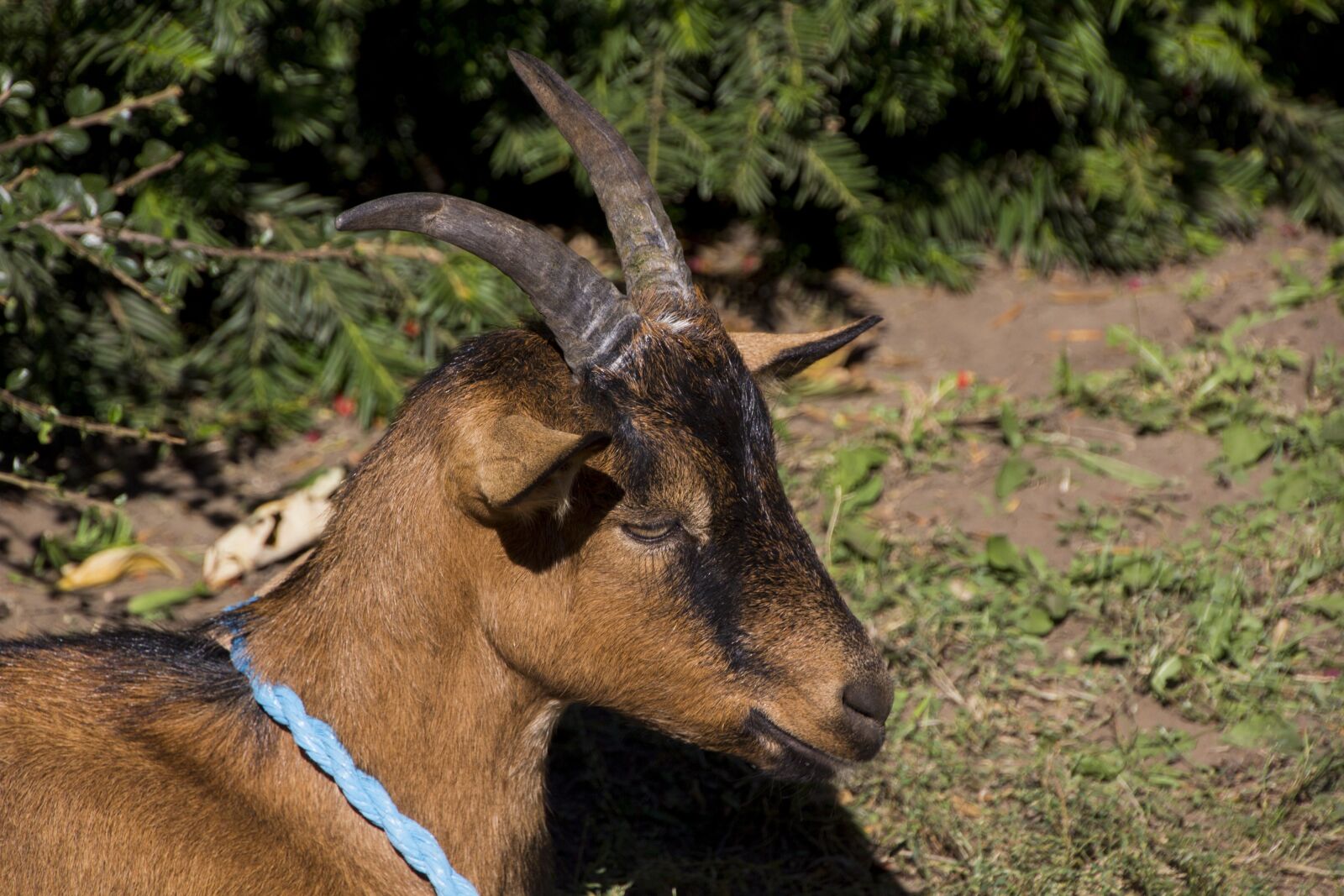 Canon EOS 60D sample photo. Hungary, goat, horns photography