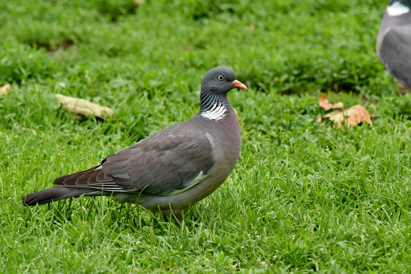 Nikon D5500 sample photo. Green grass, pigeon, wildlife photography