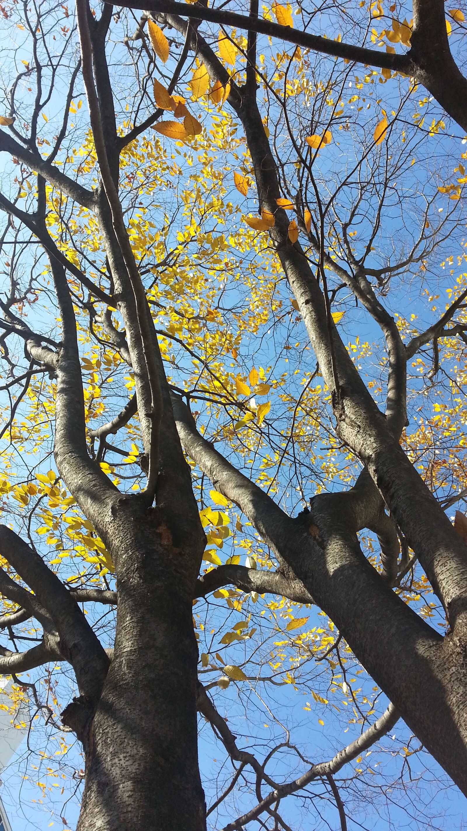 Samsung Galaxy Note2 sample photo. Wood, autumn, nature photography