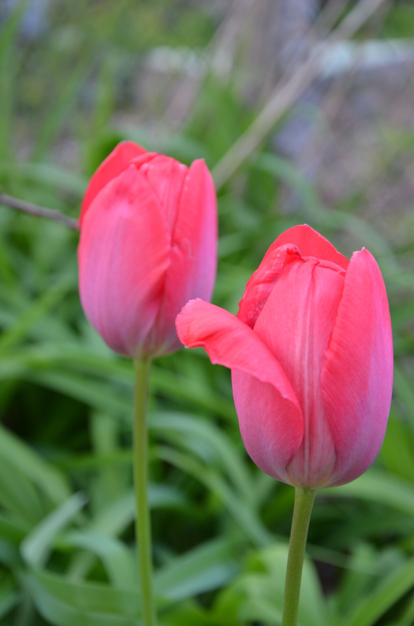 Nikon D5100 sample photo. Tulip, red, spring photography