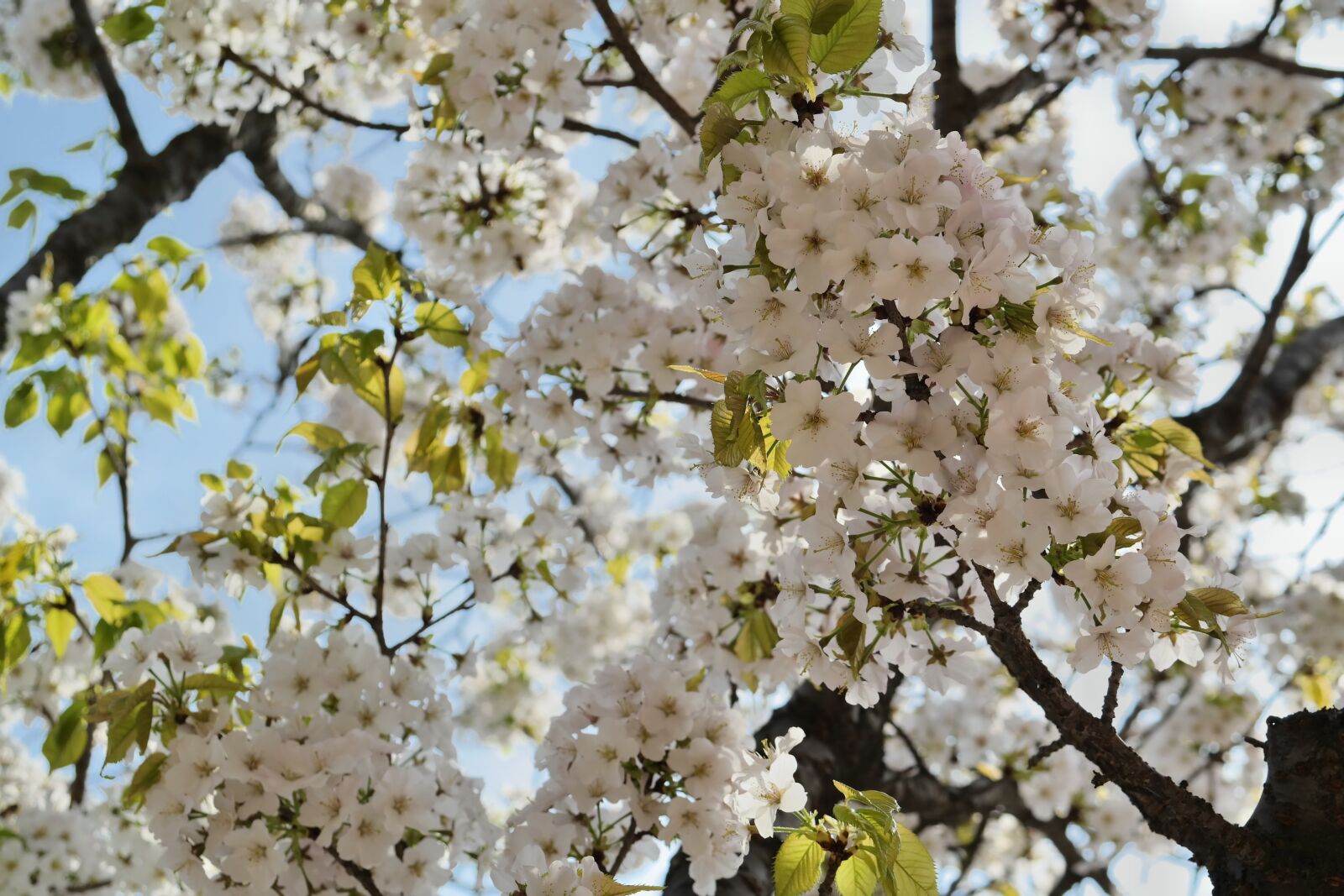 Samsung NX30 + NX 18-55mm F3.5-5.6 sample photo. Cherry tree, cherry blossom photography