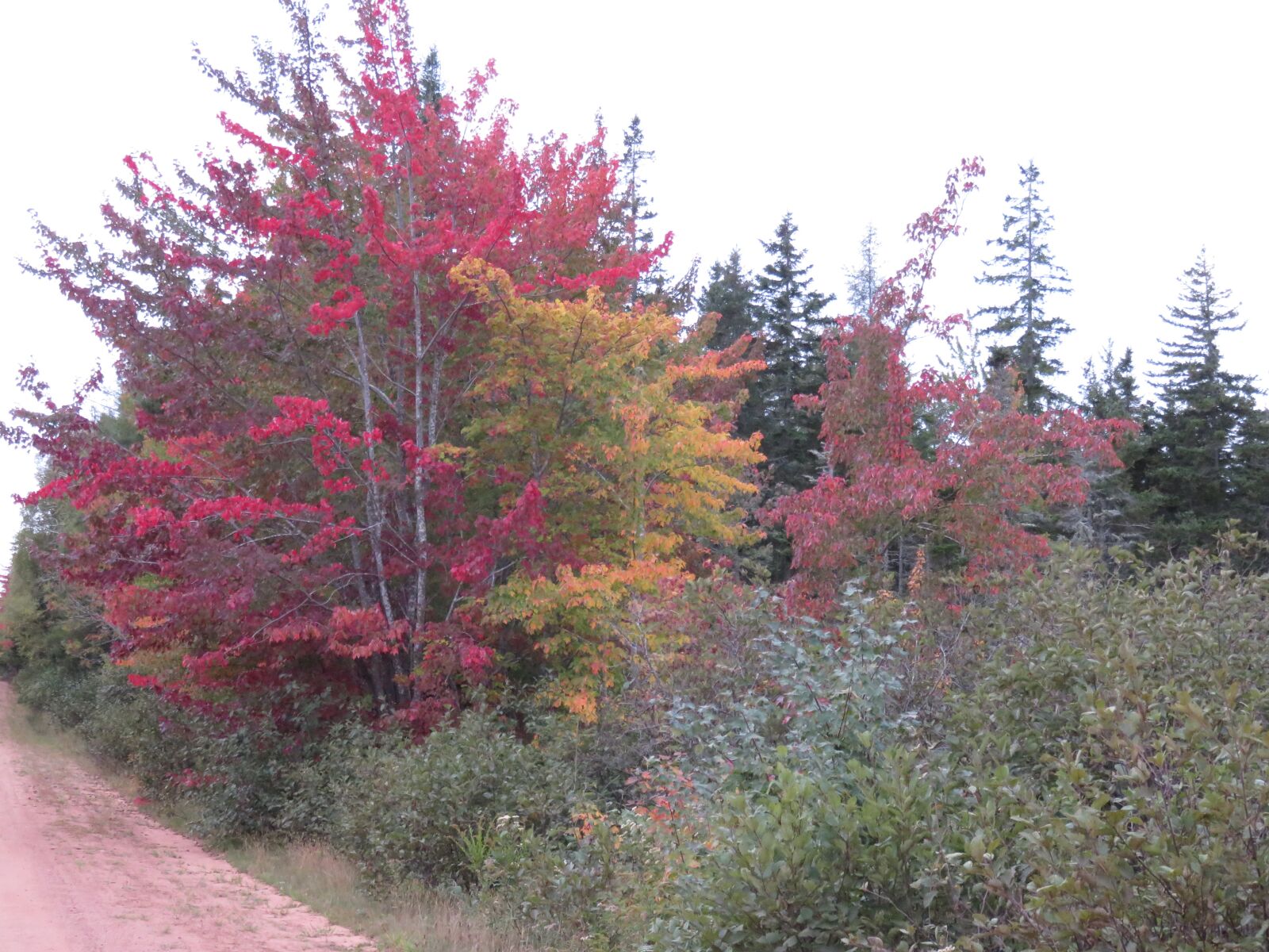 Canon PowerShot SX700 HS sample photo. Autumn, colorful trees, forest photography