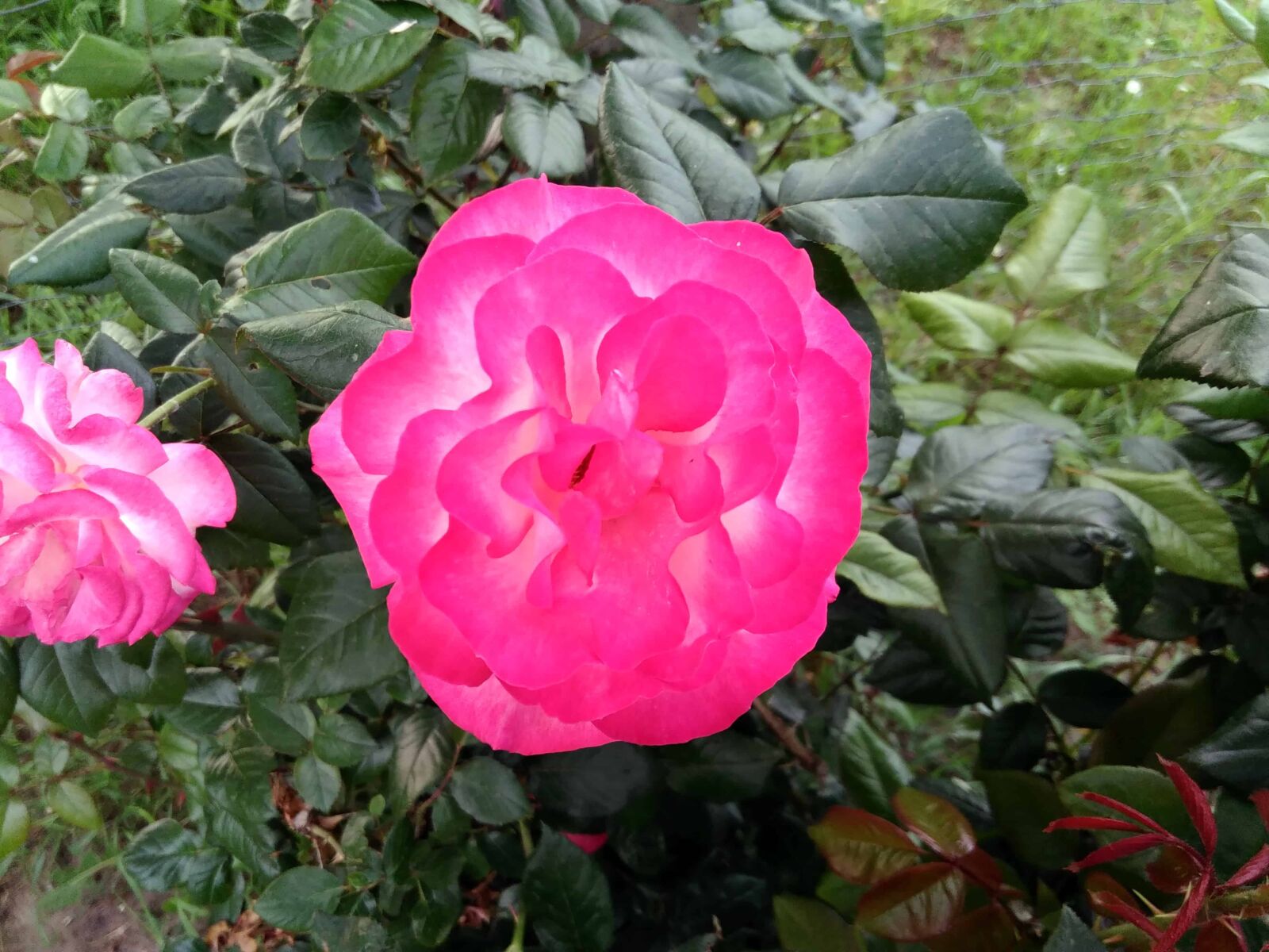 Lenovo S60-A sample photo. Flora, garden, petal, leaf photography