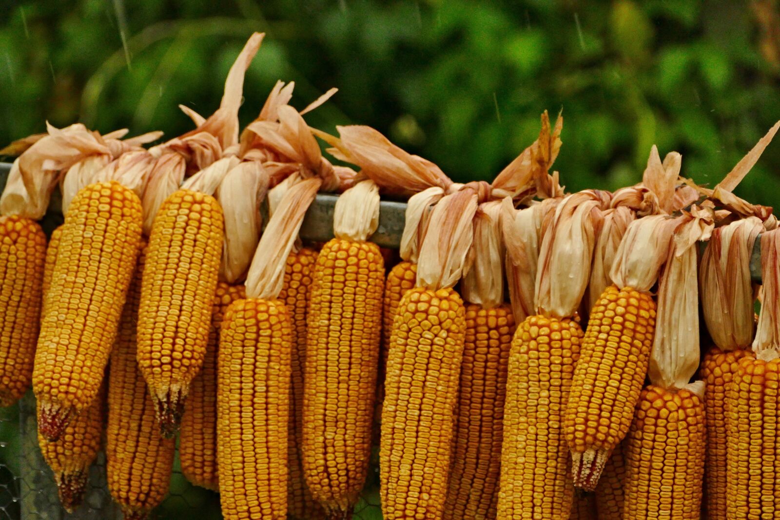 Panasonic Lumix DMC-FZ1000 sample photo. Corn on the cob photography