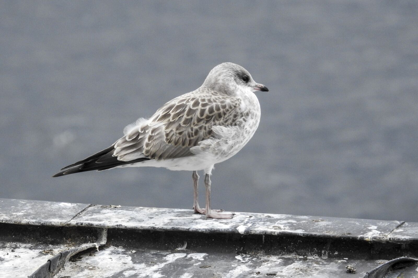 Nikon Coolpix P900 sample photo. Seagull, young bird, finland photography