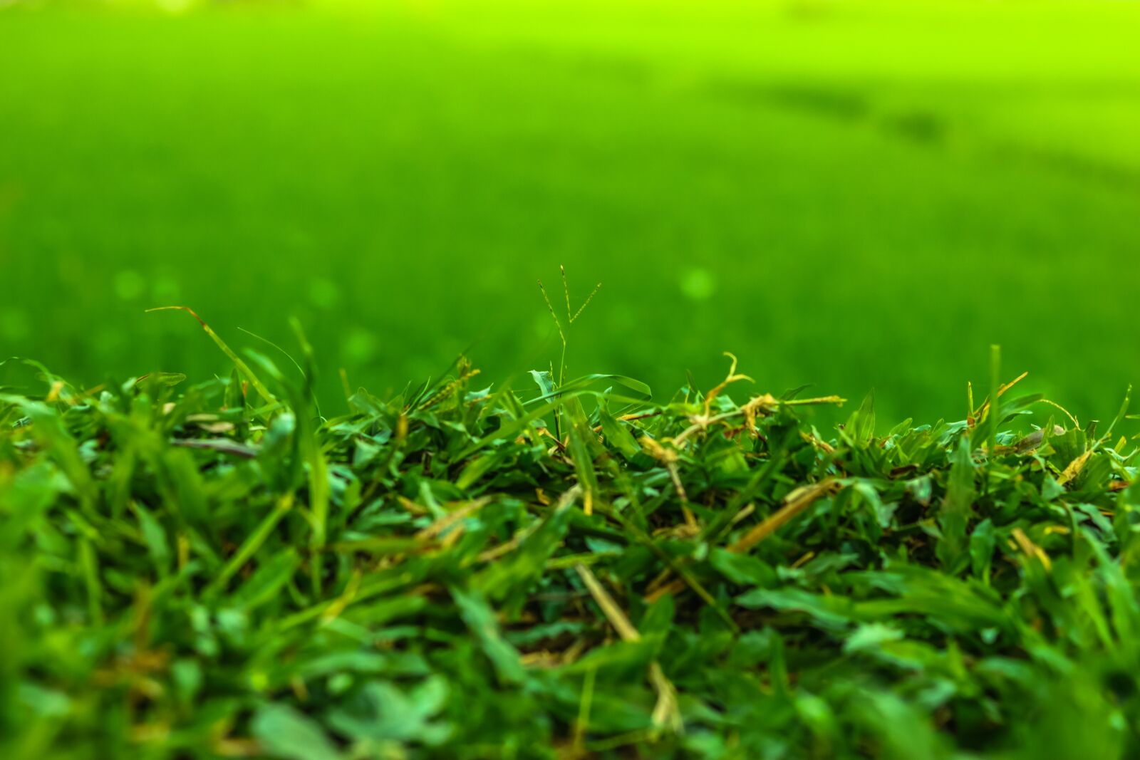 Canon EF 50mm F1.8 STM sample photo. Landscape, nature, evening photography