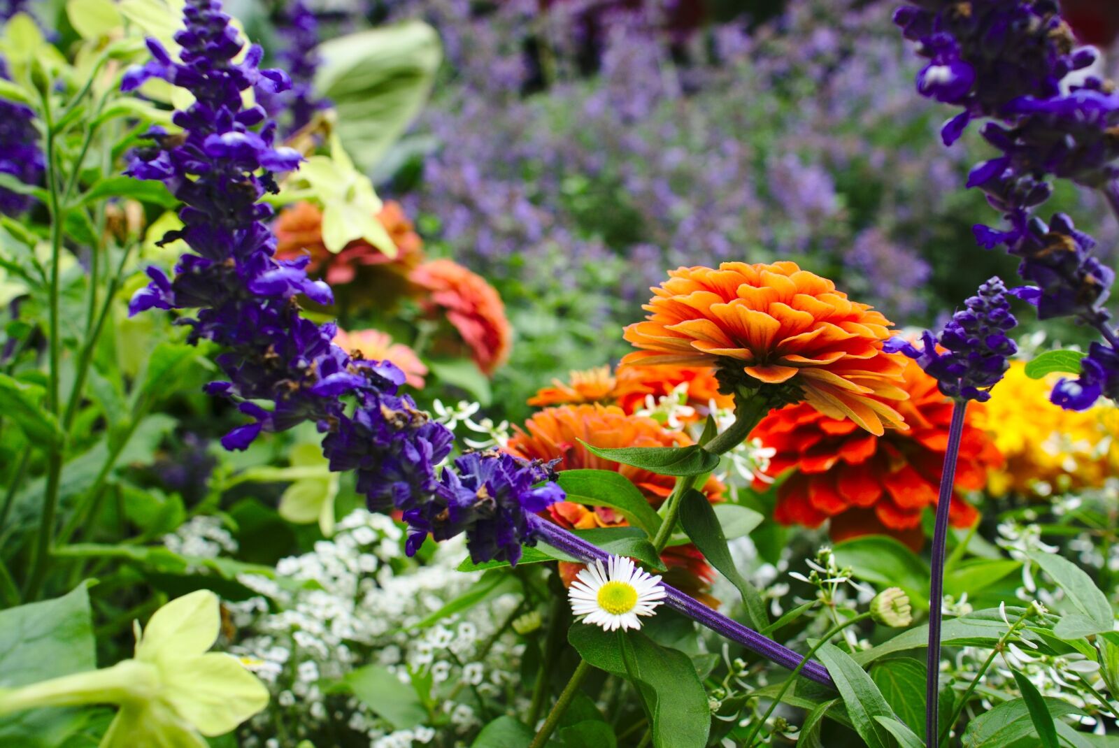 Sony a6000 + Sony Sonnar T* E 24mm F1.8 ZA sample photo. Flower, flower field, garden photography