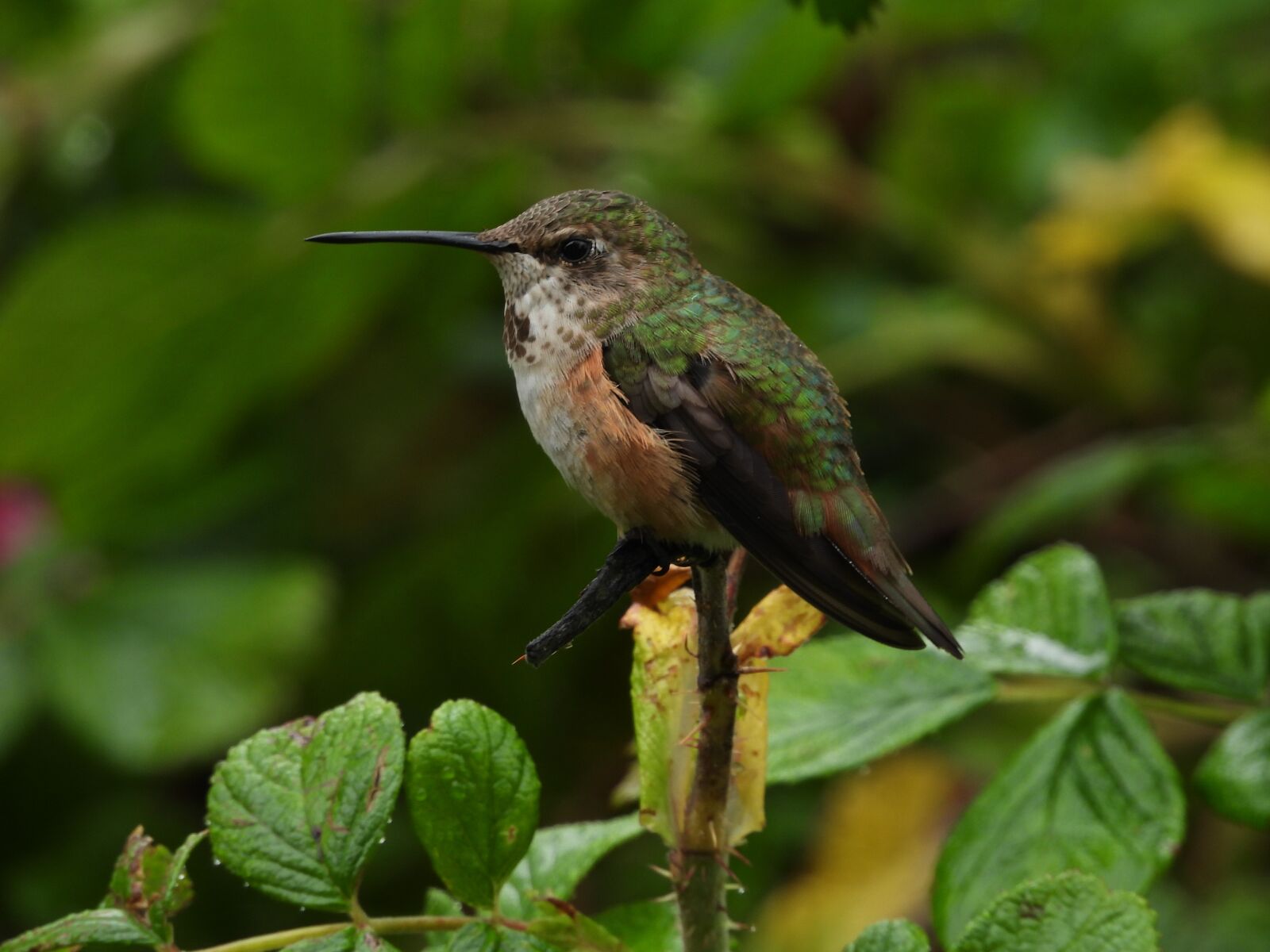 Nikon Coolpix P1000 sample photo. Hummingbird, bird, green photography