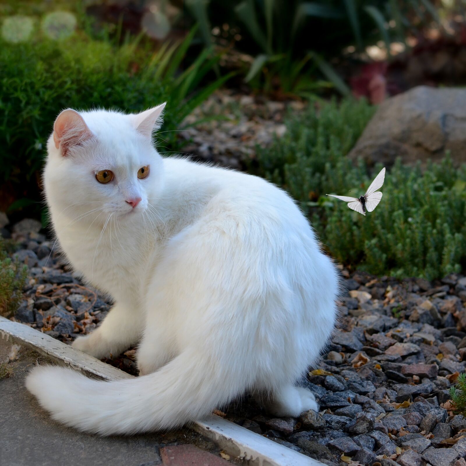 Nikon D3100 sample photo. Cat, white, kitten photography