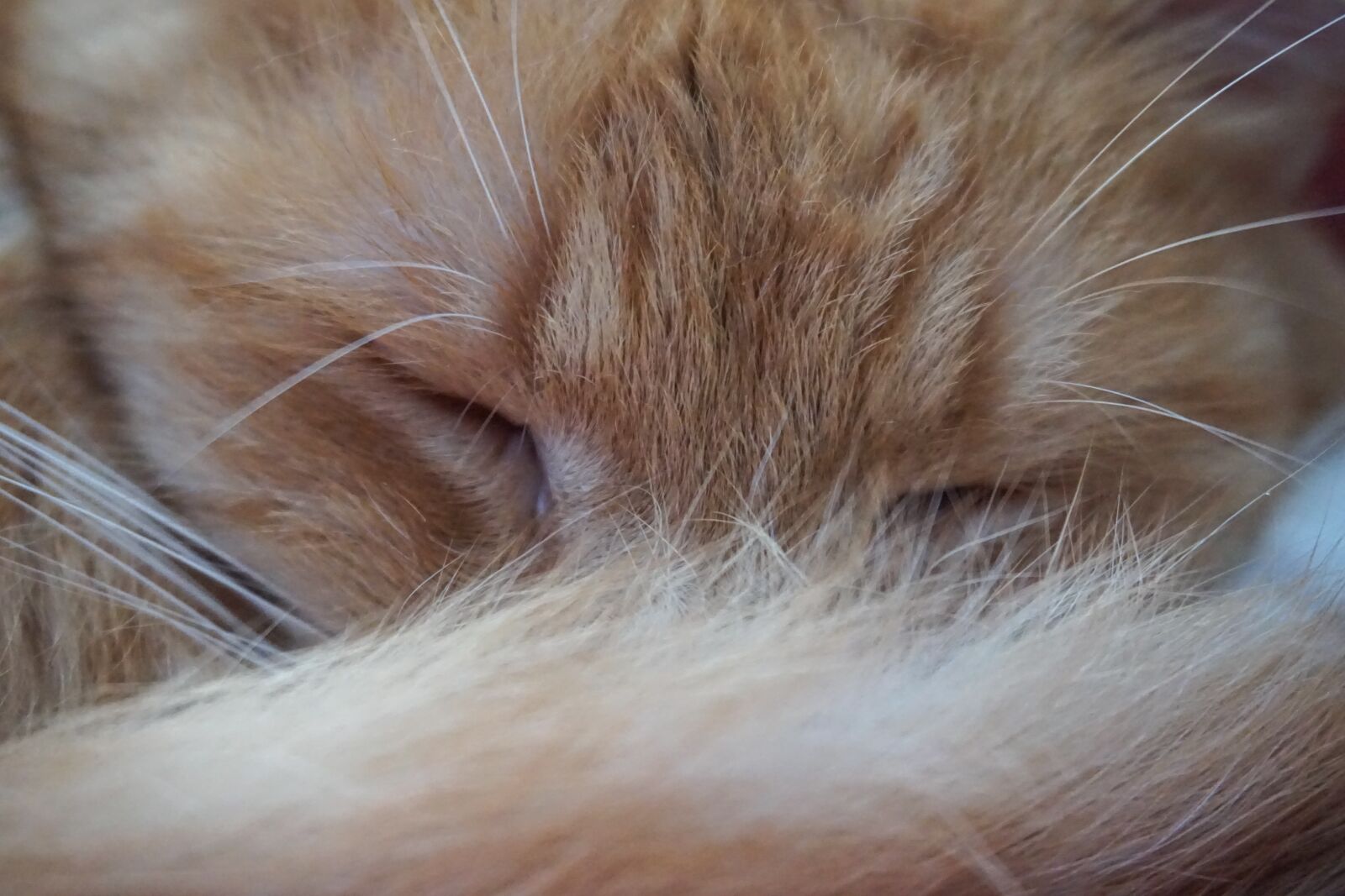 Sony E 16-50mm F3.5-5.6 PZ OSS sample photo. Cat, cat love, cat photography