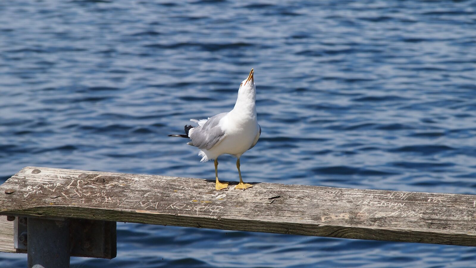 Olympus PEN E-PL3 sample photo. Seagull, sea, water photography