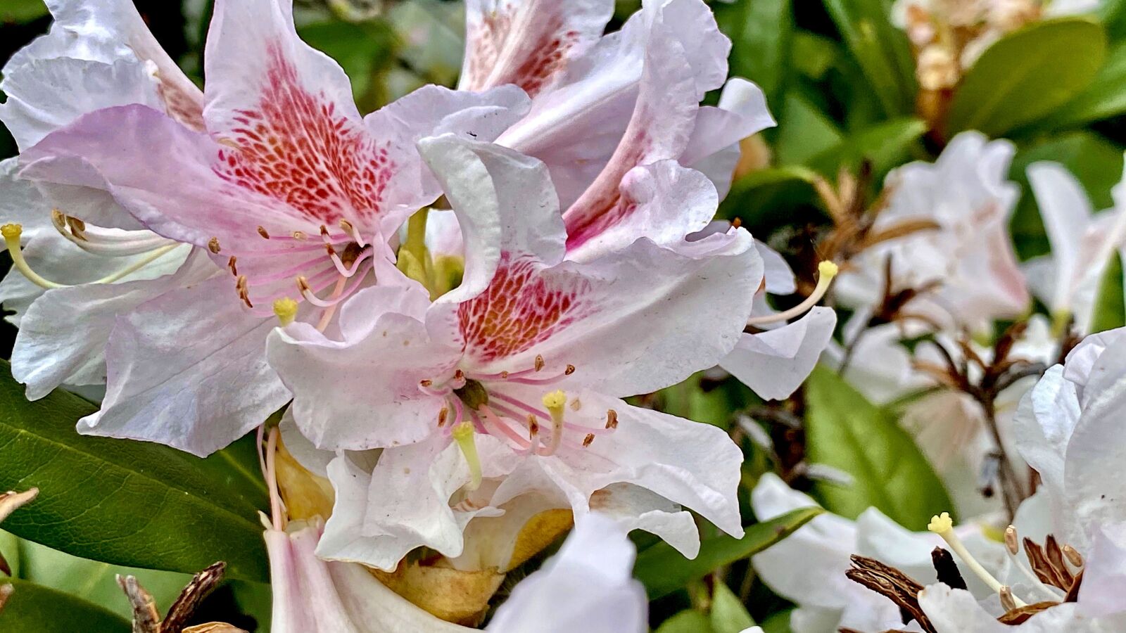Apple iPhone 11 Pro sample photo. Flowers, spring, pink photography