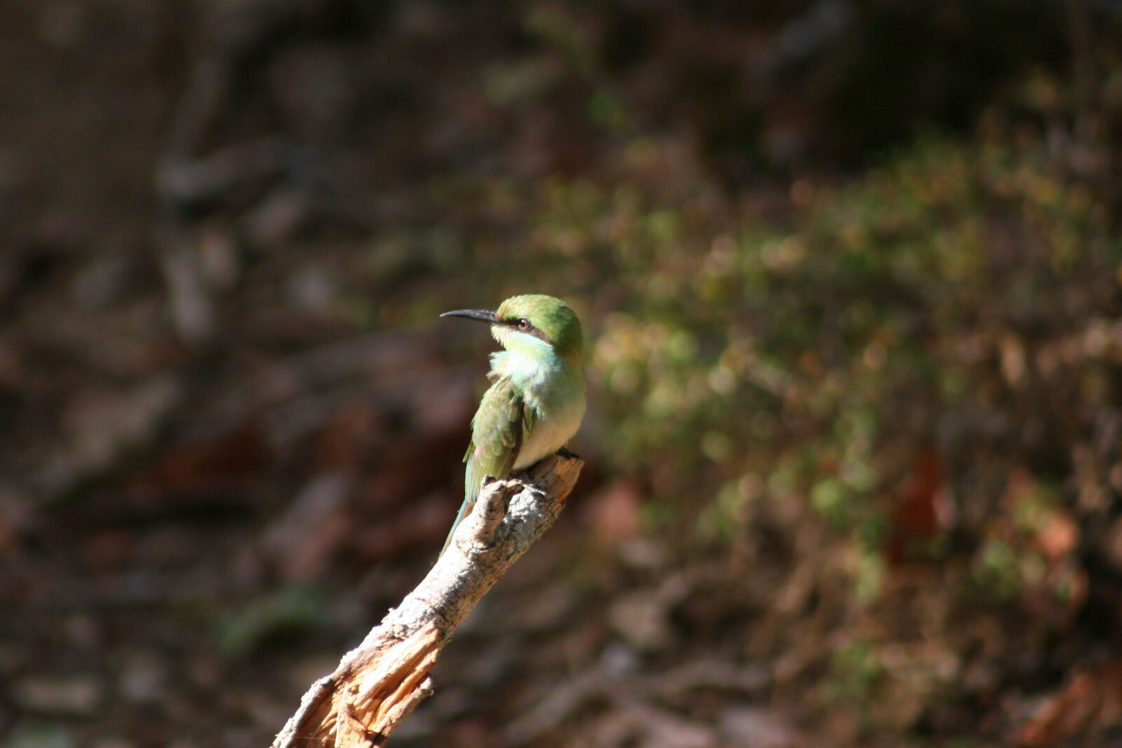 Canon EOS 20D sample photo. Green, long, beak, bird photography