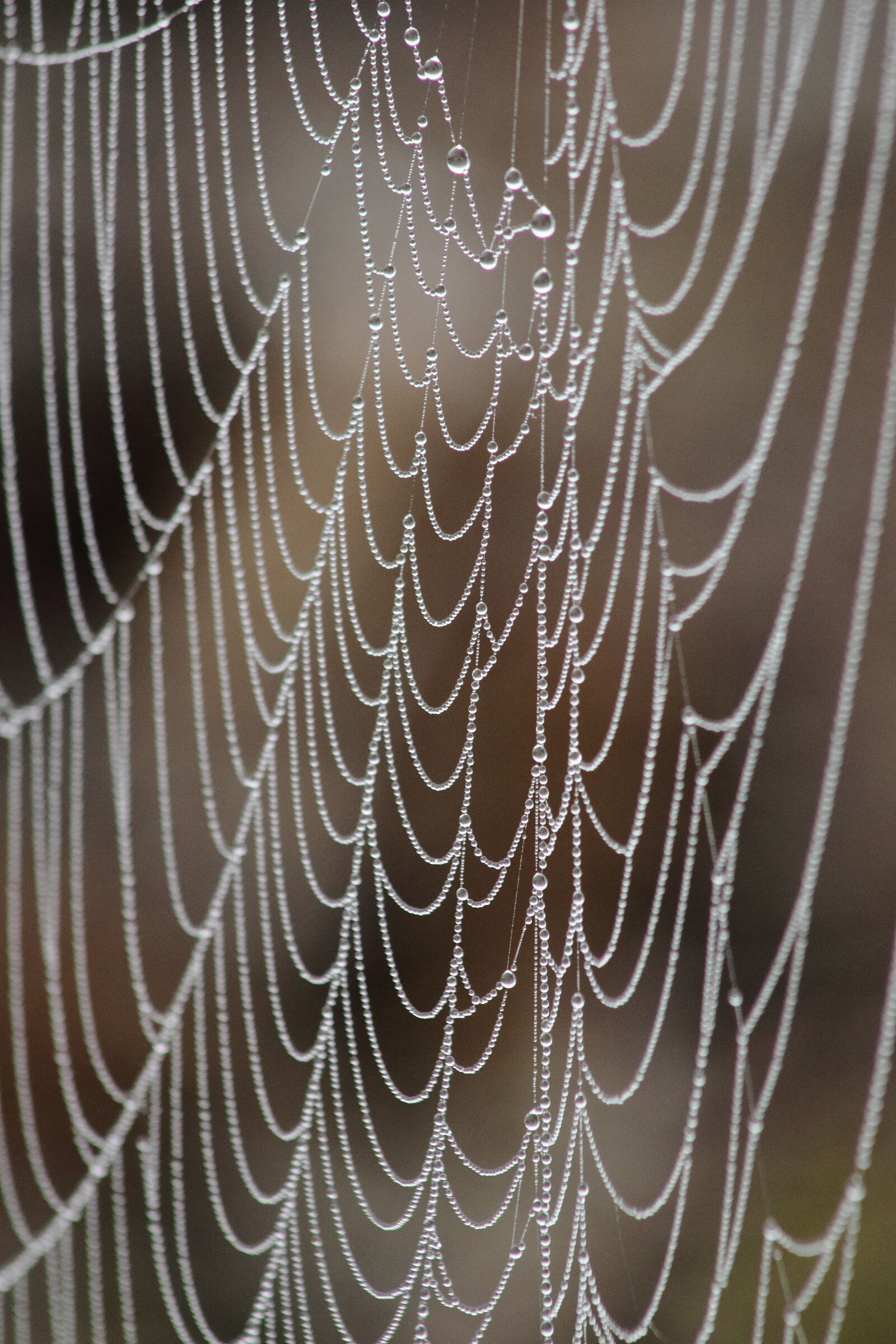 Canon EOS 500D (EOS Rebel T1i / EOS Kiss X3) sample photo. Spider web, nature, spider photography