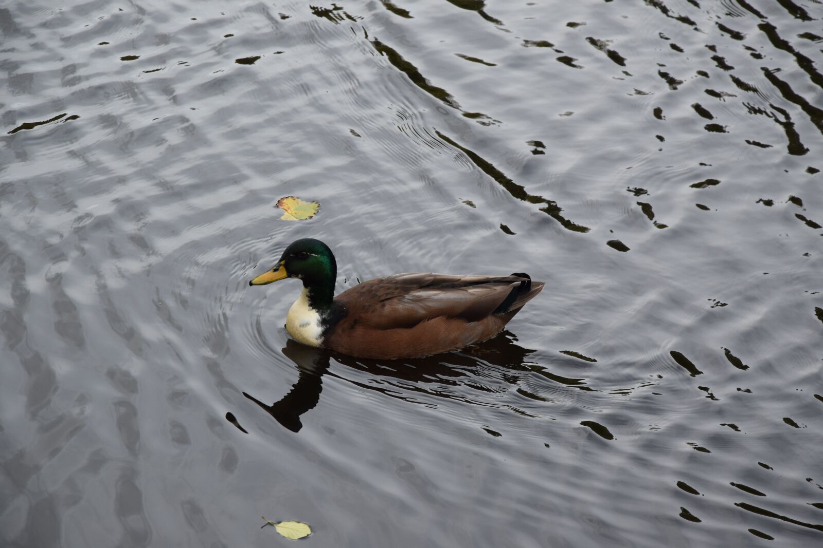 Nikon D5300 sample photo. Duck, lake, water photography