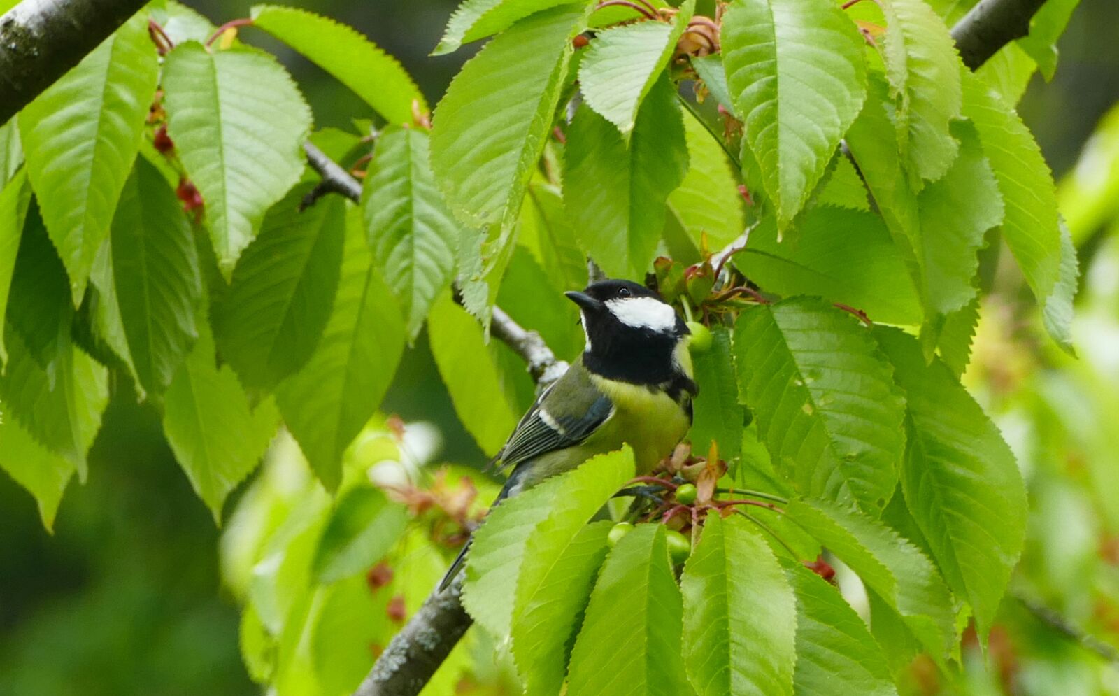 Panasonic Lumix DMC-FZ1000 sample photo. Tit, parus major, bird photography