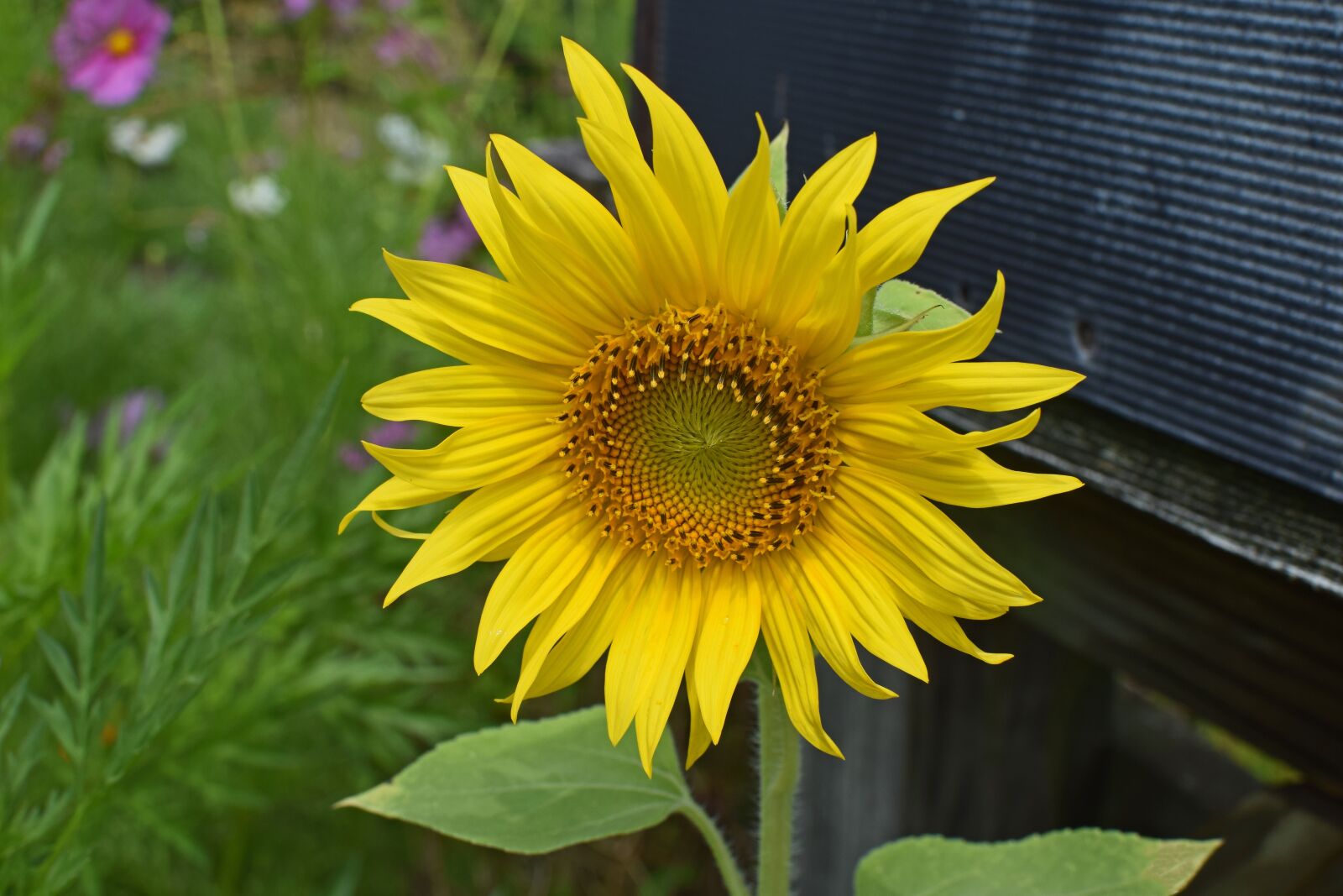 Nikon D3300 sample photo. Sunflower by mailbox, sunflower photography