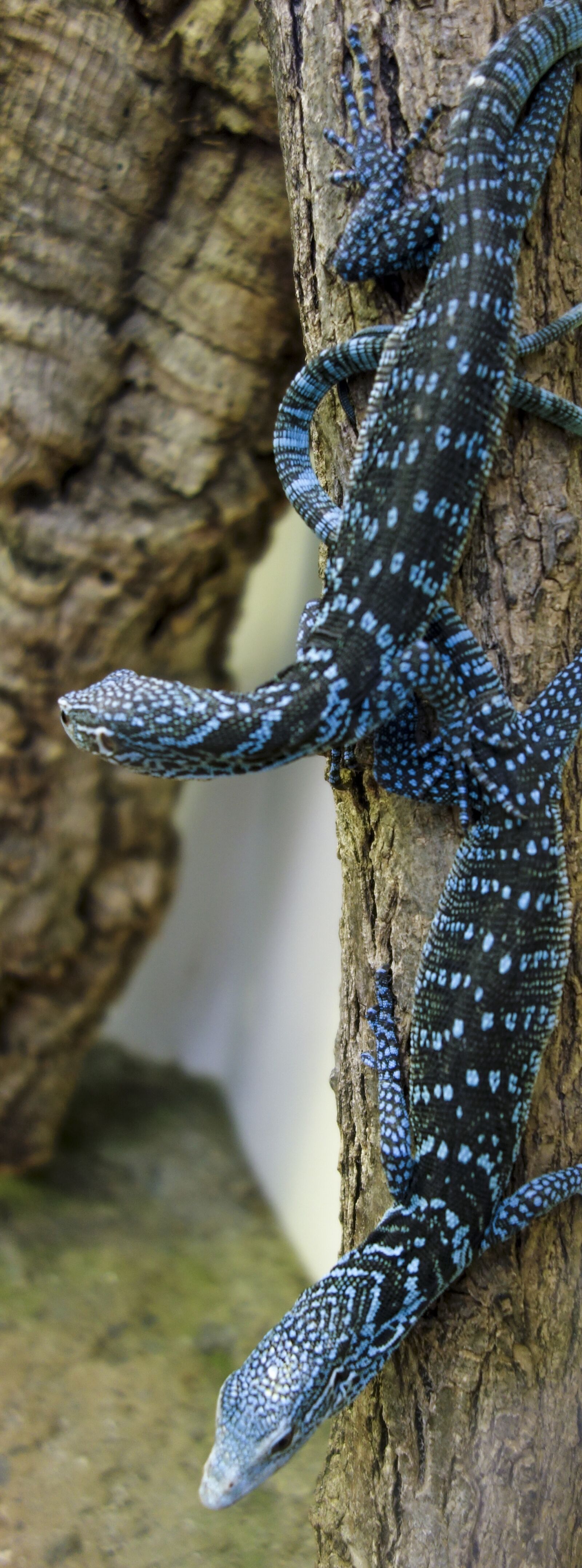 Sony Cyber-shot DSC-RX100 sample photo. Reisingers tree monitor, reptile photography