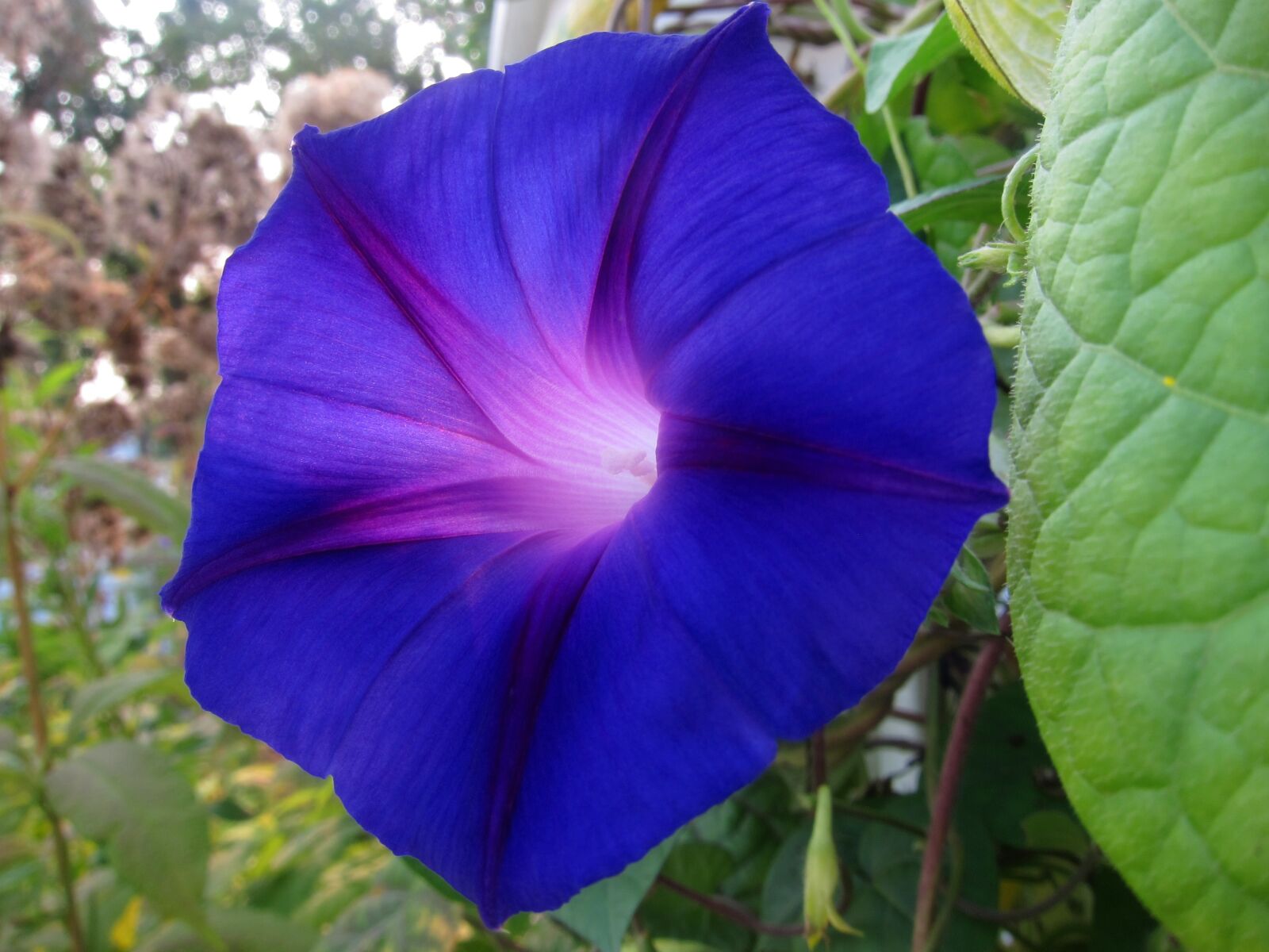 Canon PowerShot S95 sample photo. Morning glory, flower, bloom photography