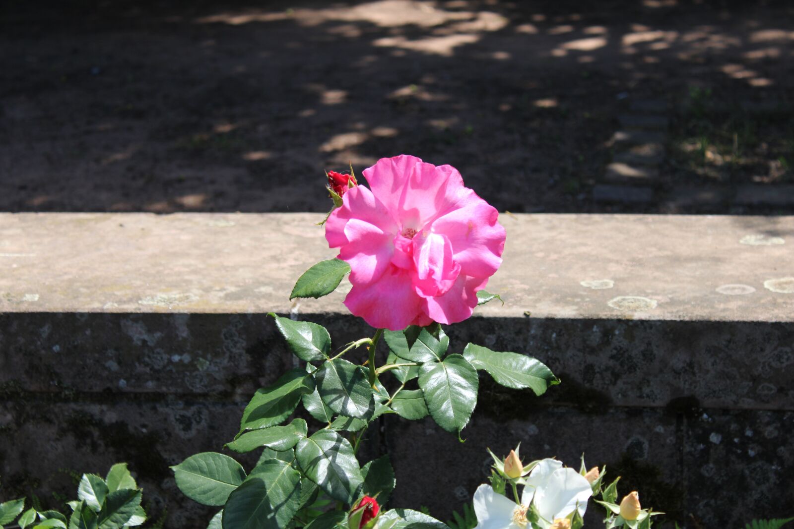 Canon EOS 2000D (EOS Rebel T7 / EOS Kiss X90 / EOS 1500D) sample photo. Rose, pink, wall photography