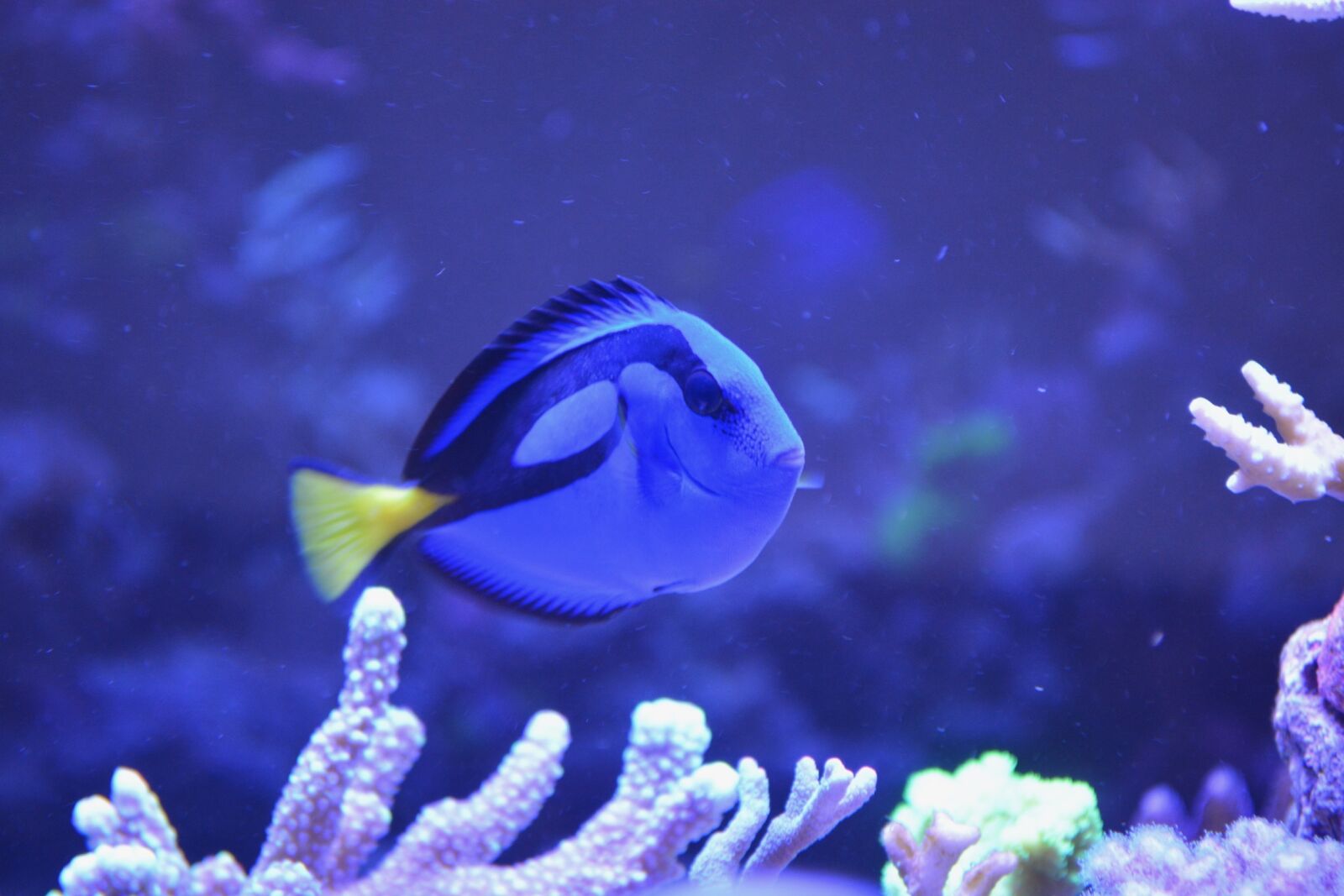 Nikon D5200 sample photo. Fish, water sea, blue photography