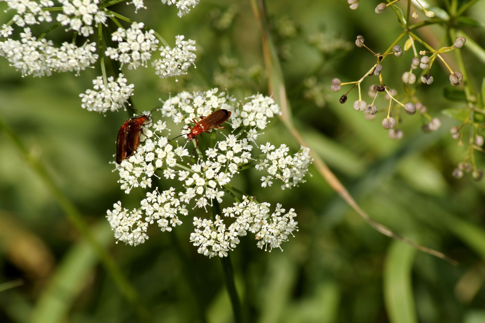 Sony SLT-A58 sample photo. Wild carrot, plant, grassland photography