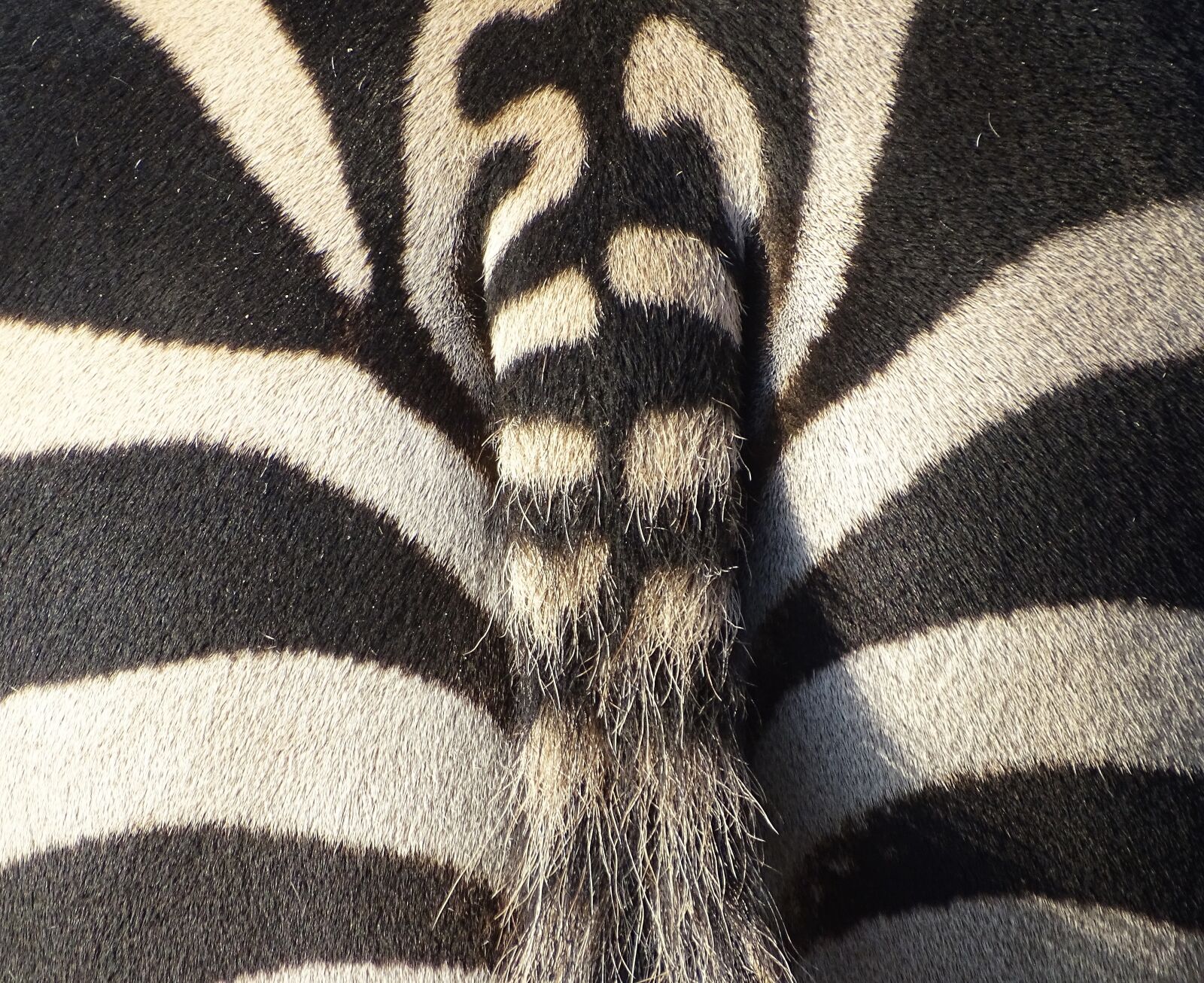 Sony Cyber-shot DSC-HX400V sample photo. Zebra, animal, nature photography