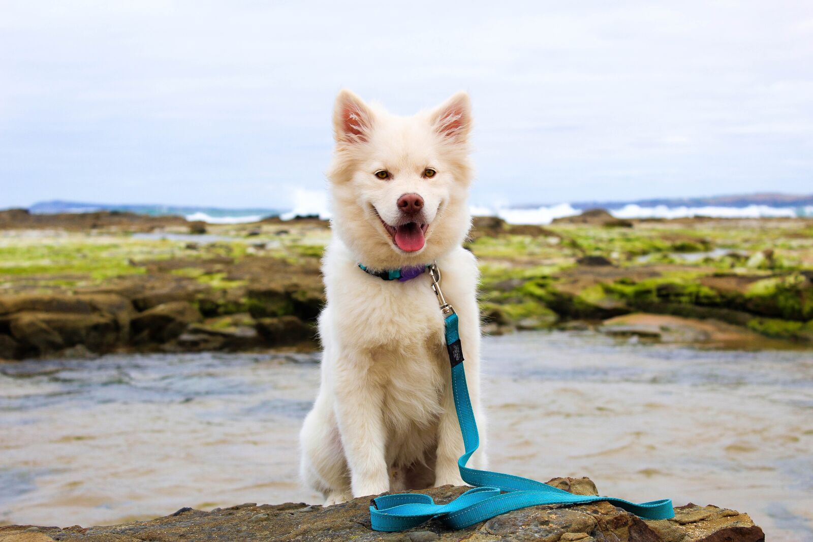 Canon EOS 1200D (EOS Rebel T5 / EOS Kiss X70 / EOS Hi) sample photo. Dog, puppy, beach photography