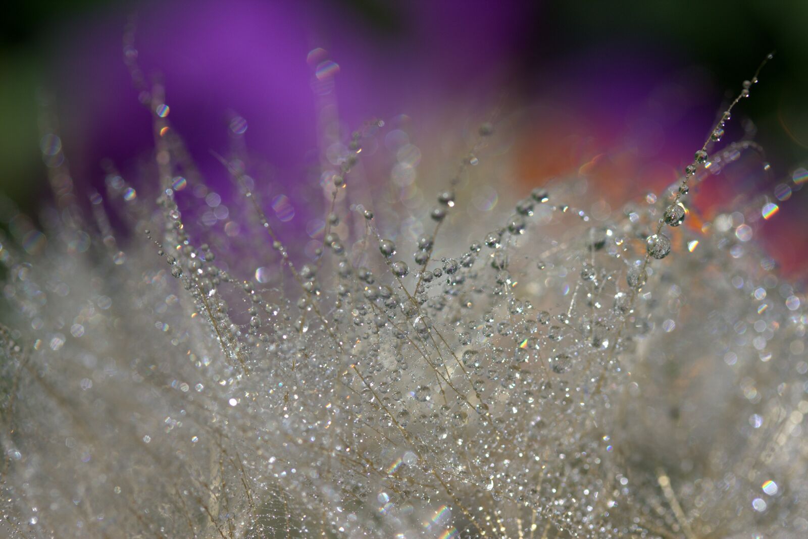 Canon EF-S 60mm F2.8 Macro USM sample photo. Dandelion, macro, drops photography