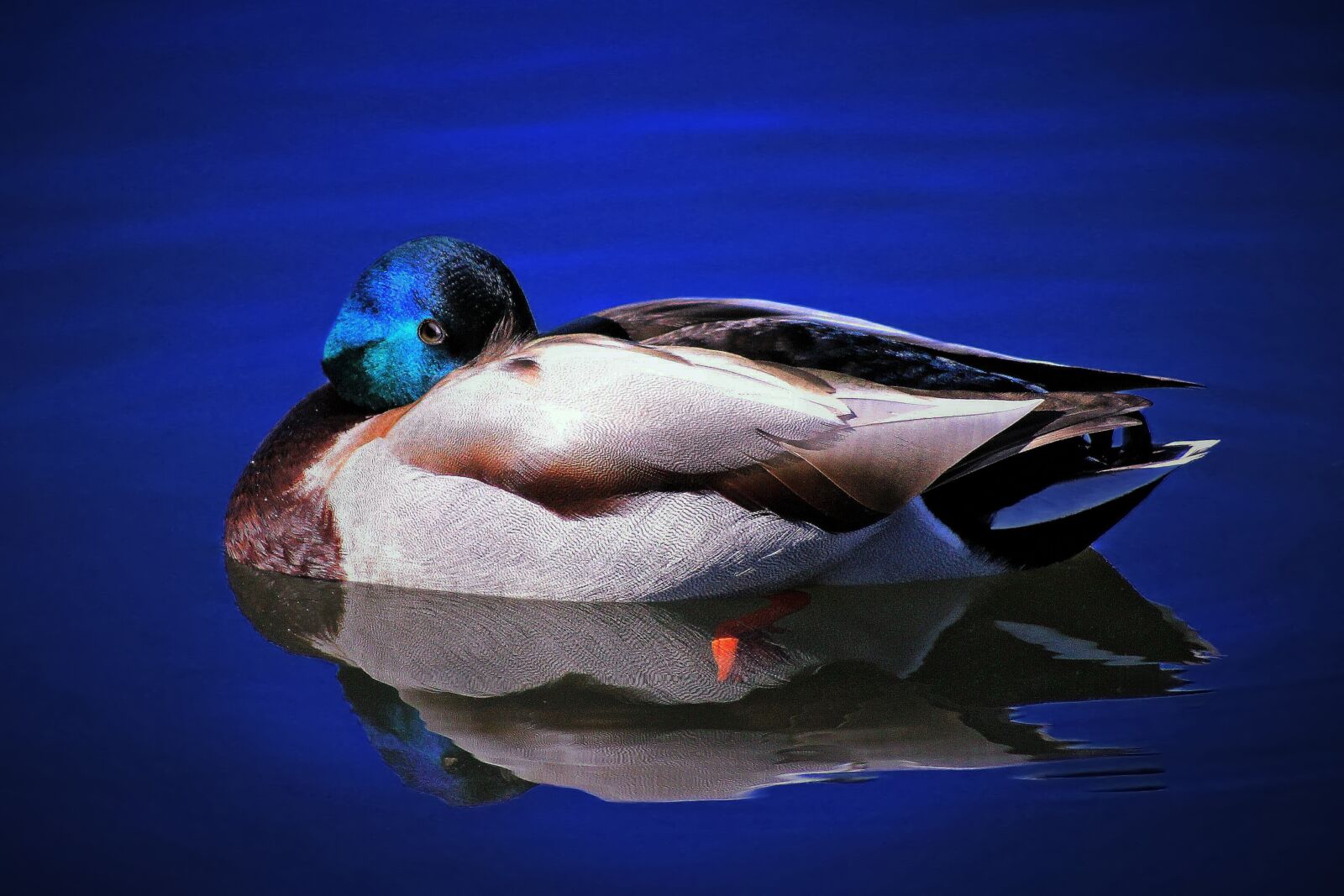 Canon EOS 600D (Rebel EOS T3i / EOS Kiss X5) sample photo. Drake, duck, sleeping photography