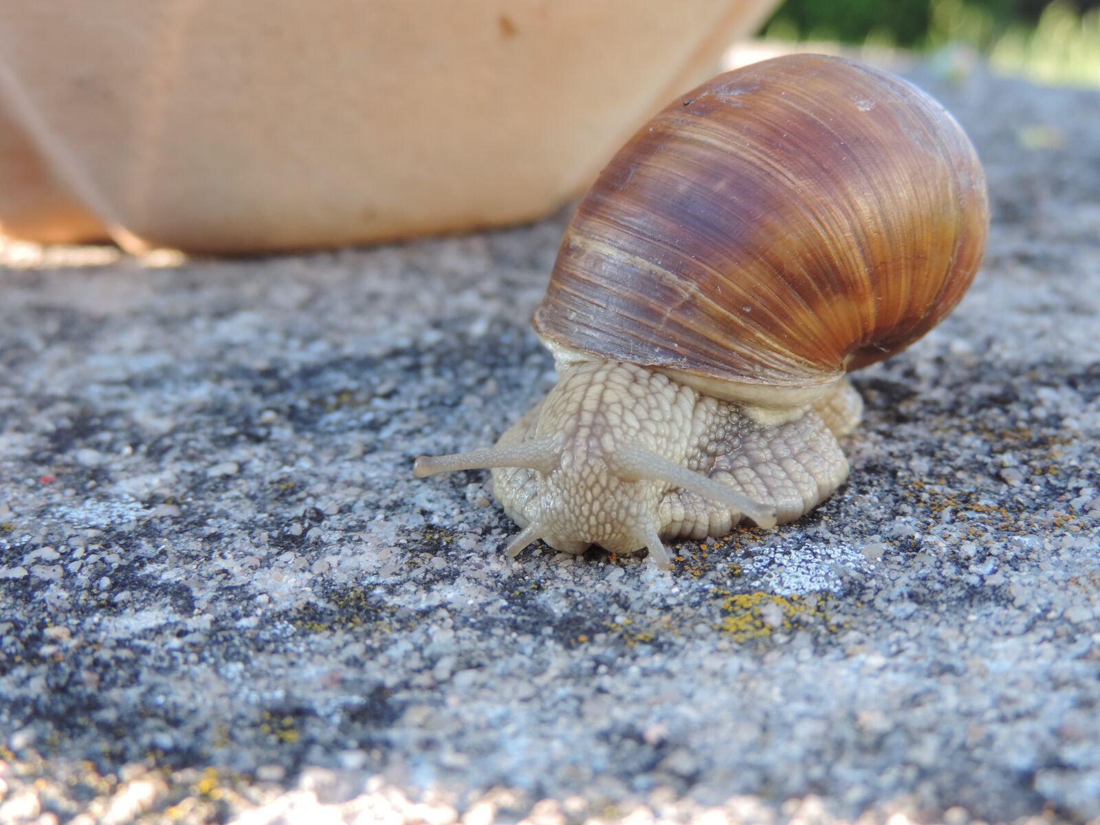 Nikon Coolpix P520 sample photo. Snail, animal, shell photography