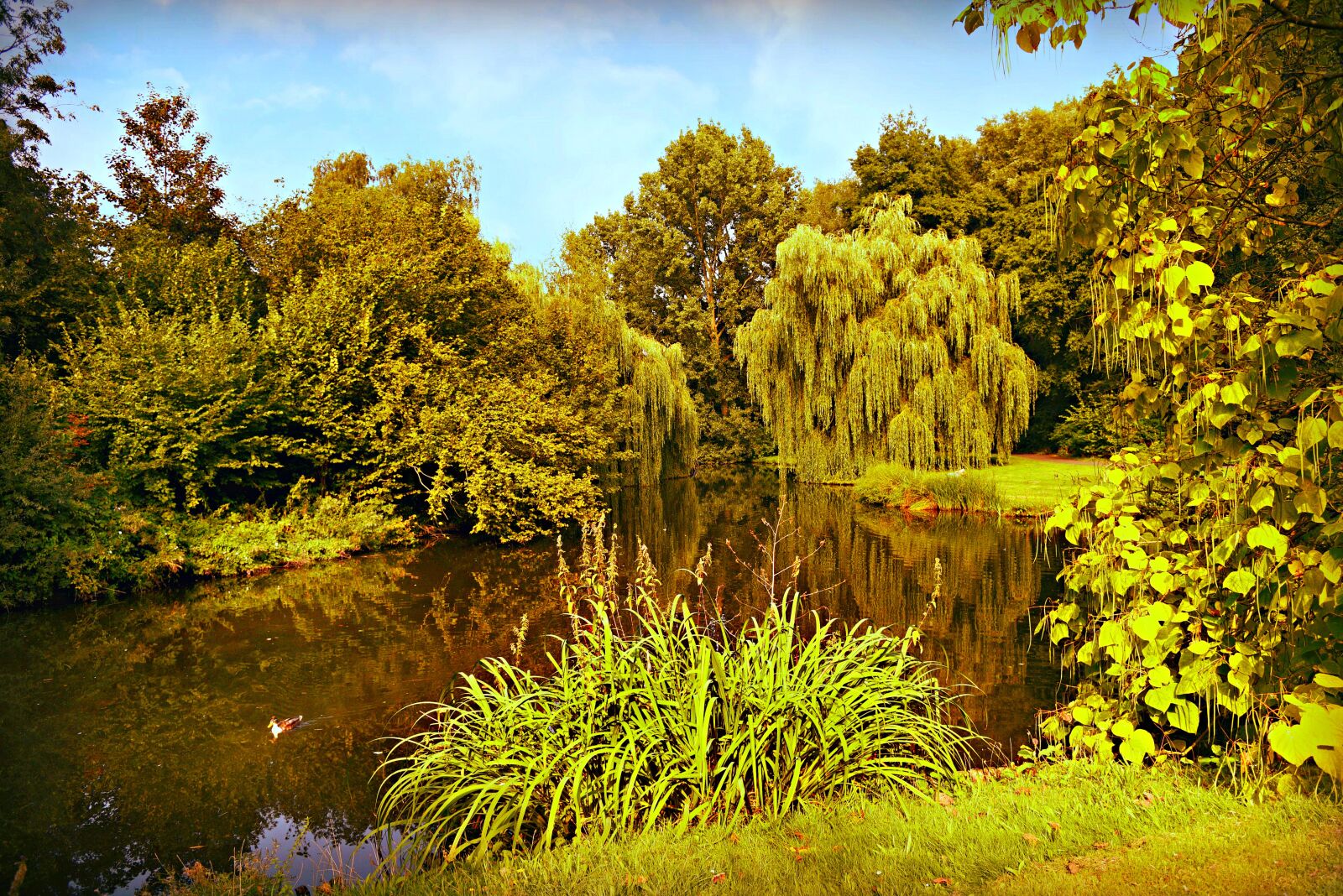Nikon D750 sample photo. Pond, water, tree photography