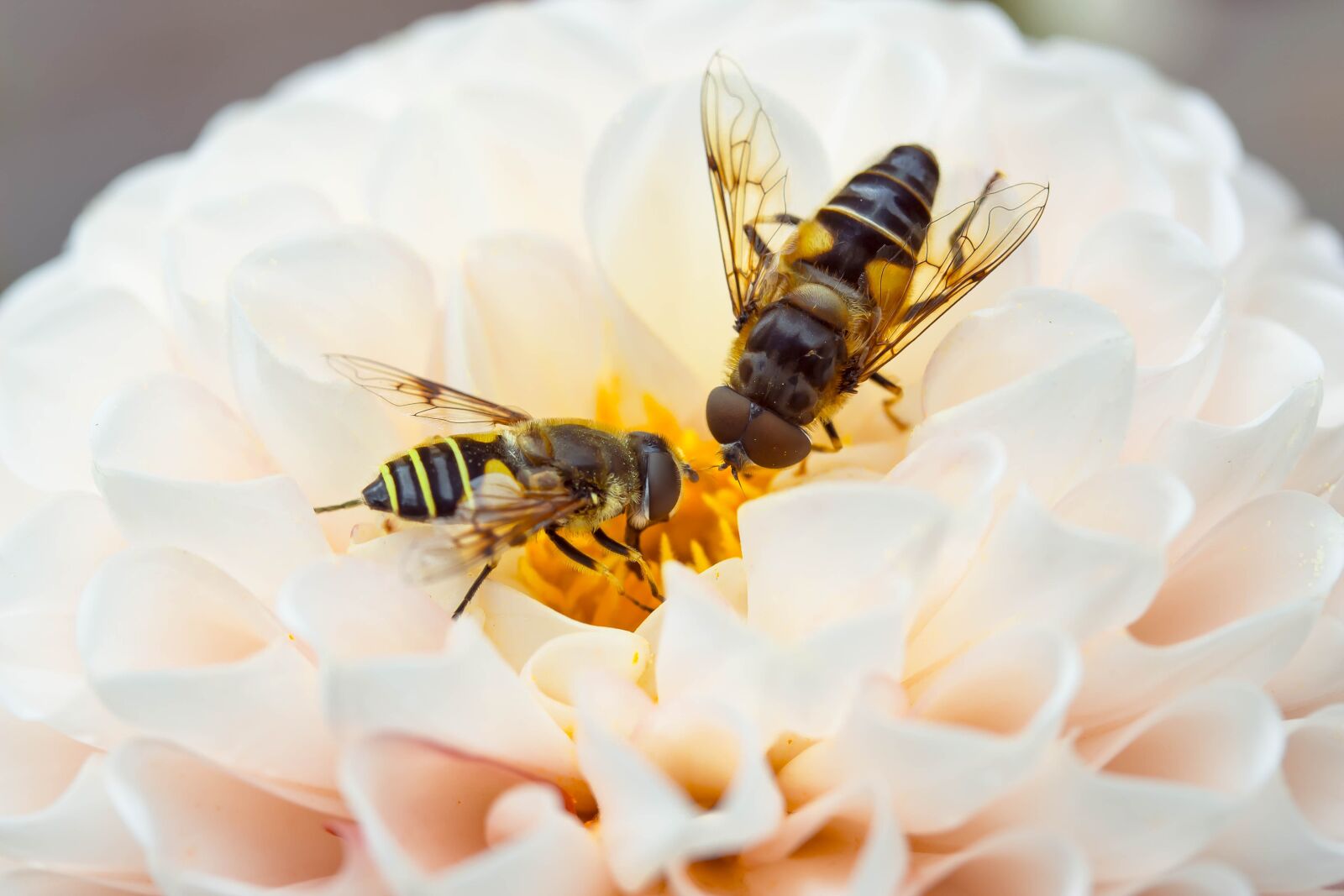 Canon EOS 650D (EOS Rebel T4i / EOS Kiss X6i) sample photo. Hover fly, insect, animal photography